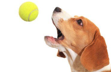 La balle de tennis, un danger pour le chien ? 