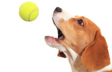 Faire jouer votre chien avec une balle de tennis est dangereux