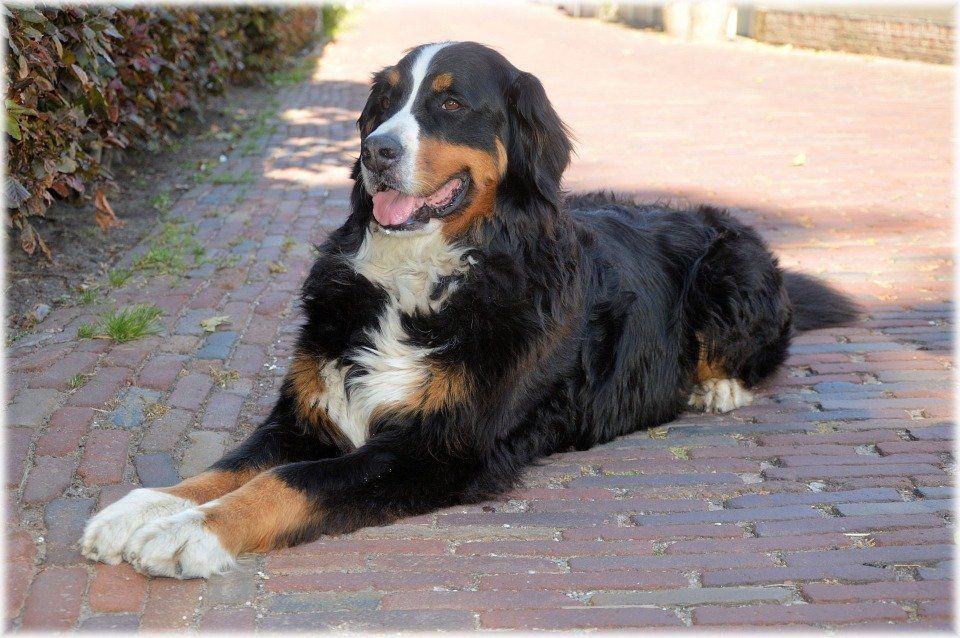 Le Bouvier Bernois Le Bouvier Bernois