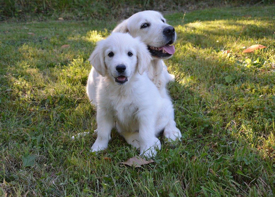  Le Golden Retriever