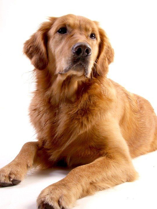  Le Golden Retriever