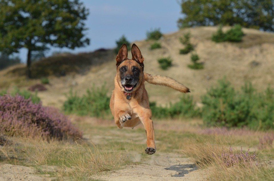 Le Berger Belge Malinois