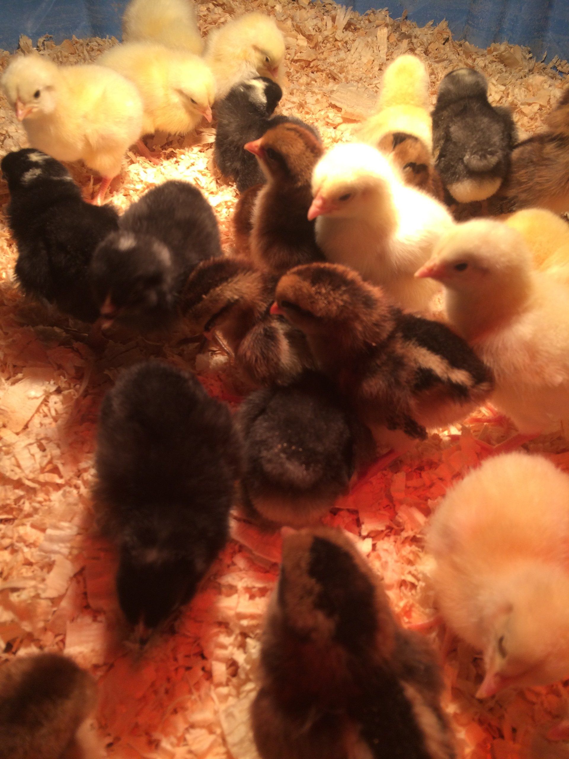 Chicken, eggs