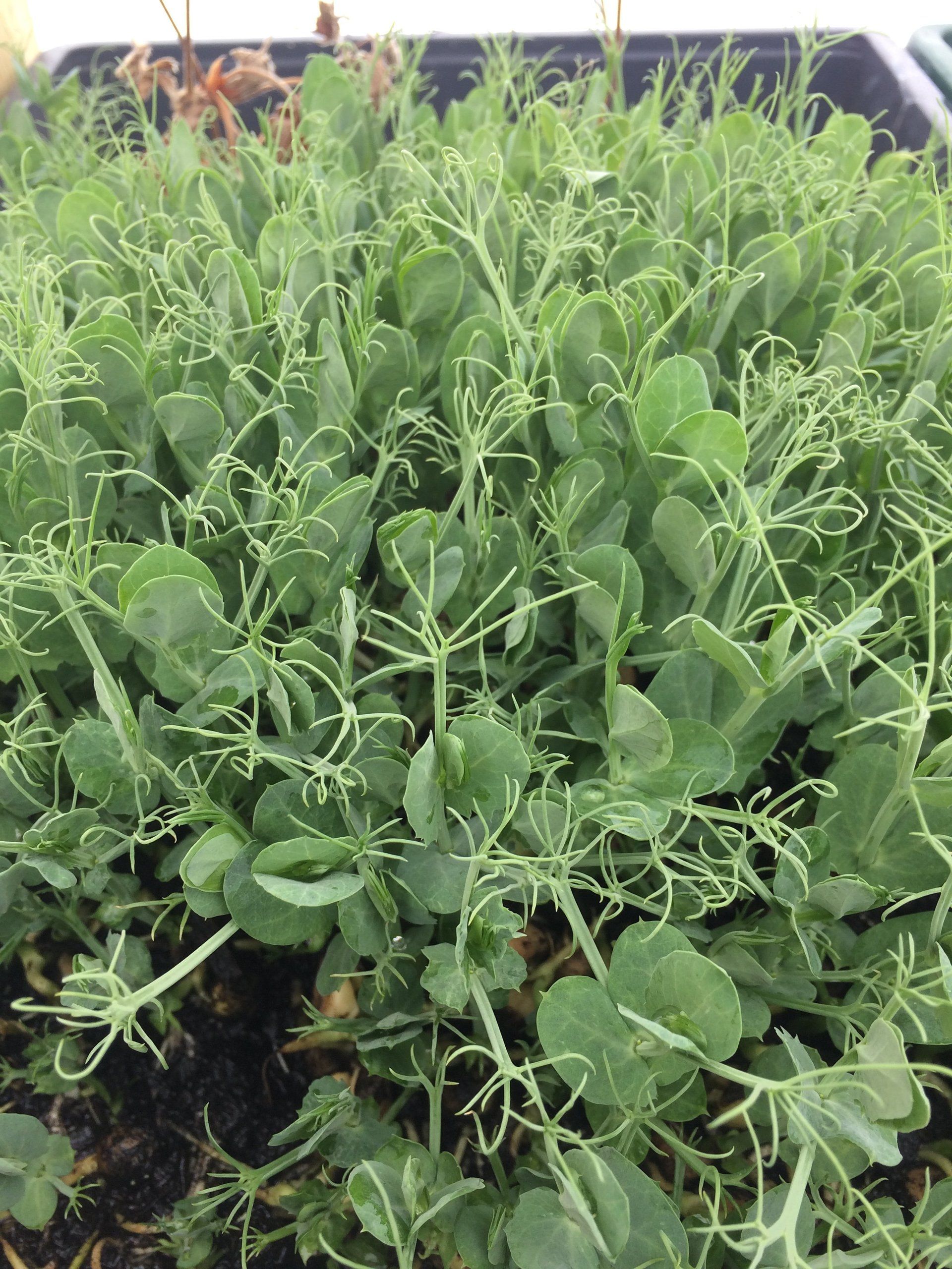 Peas