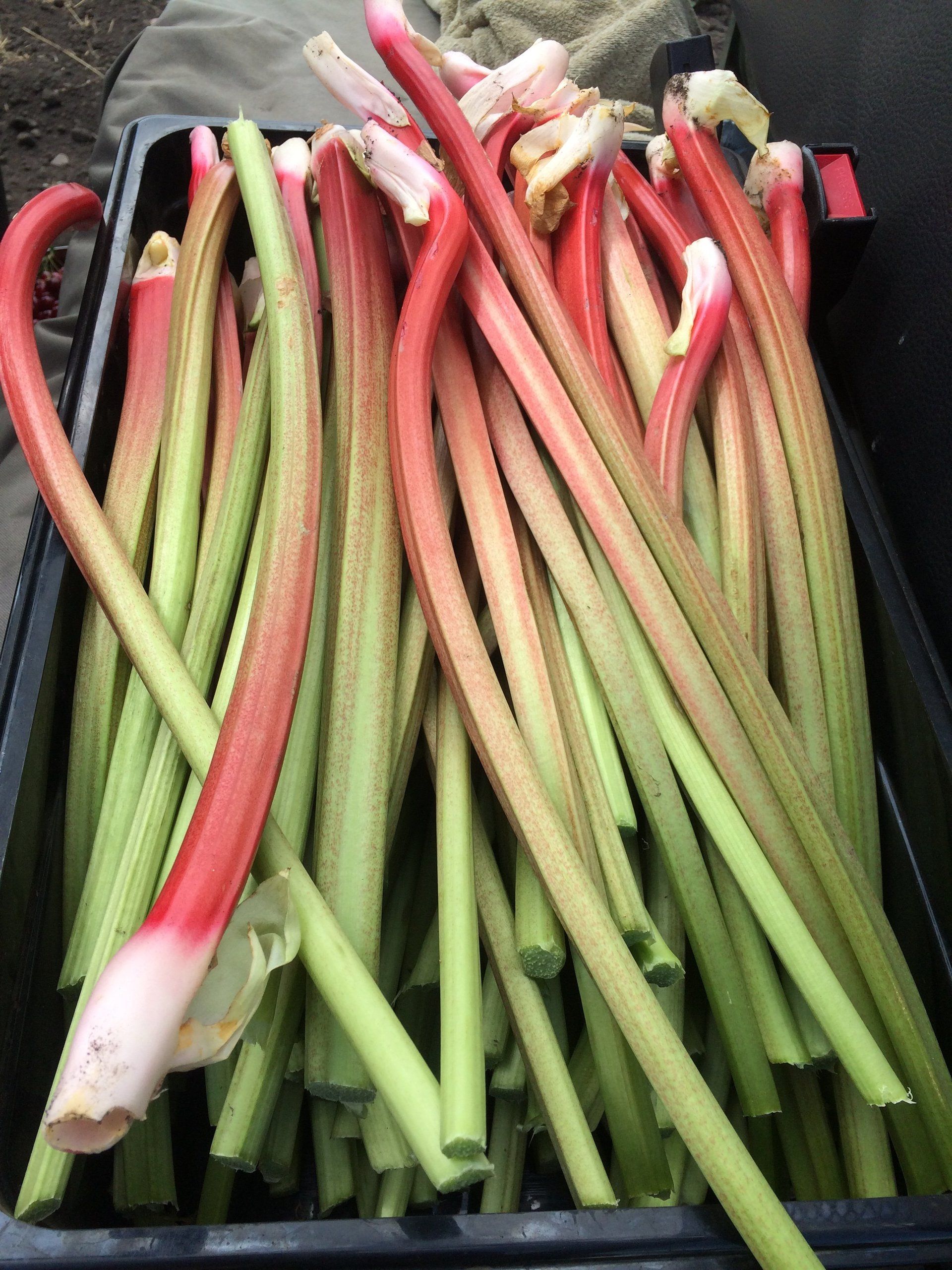 Rhubarb