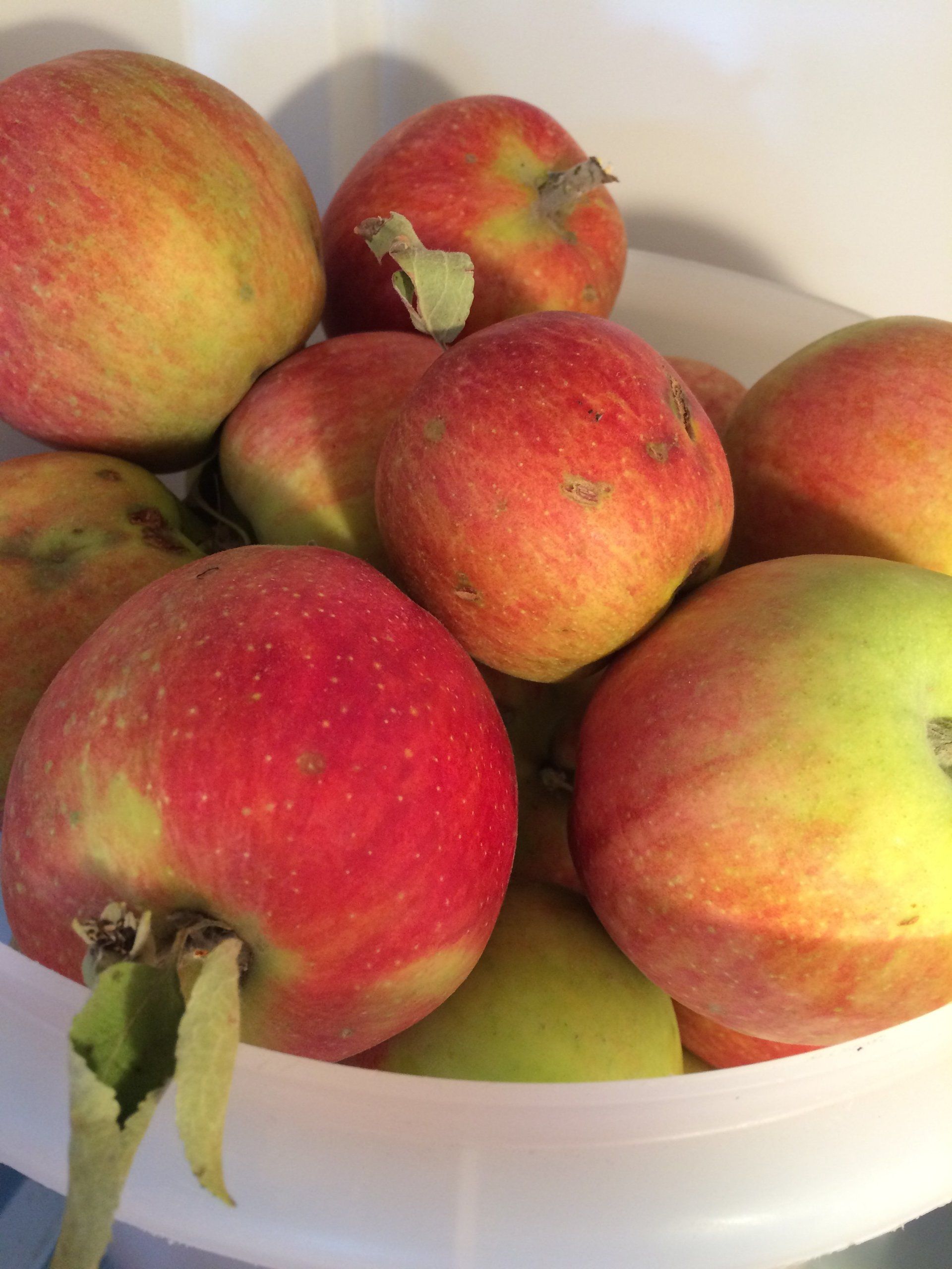 Apples