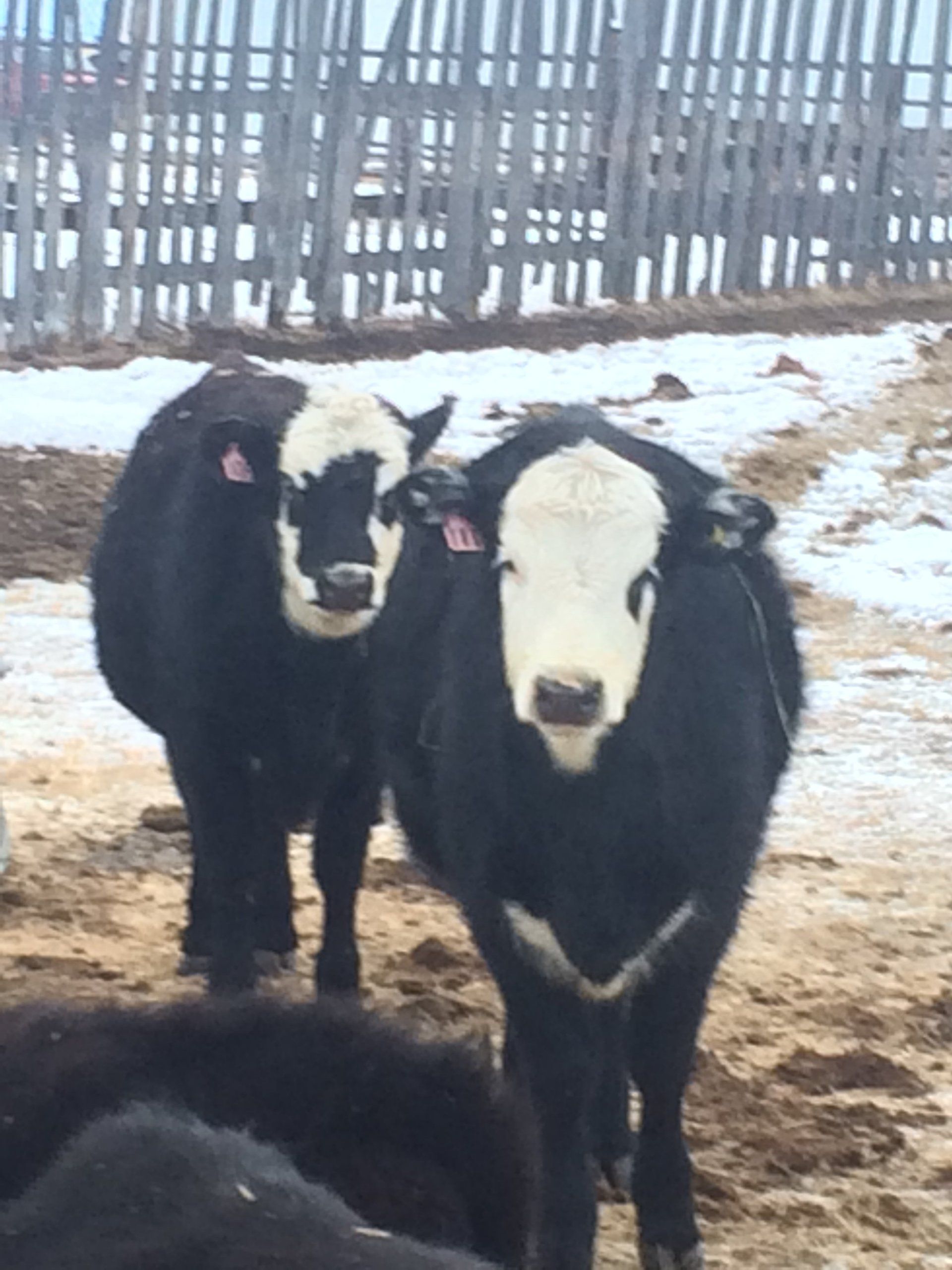 Heifer