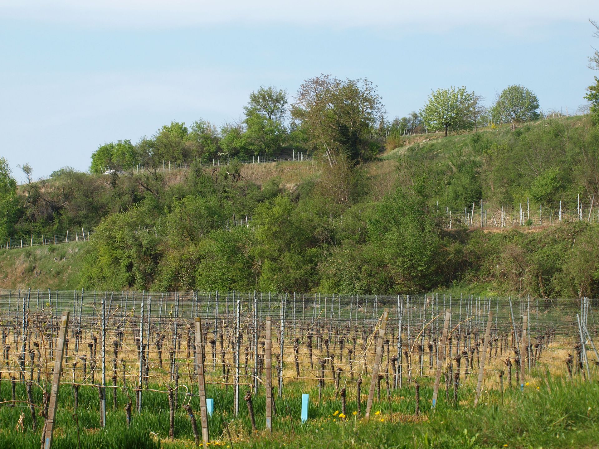 Alle Informationen zum Panoramalauf + Streckeninformationen + Höhenprofile am Seitenende
