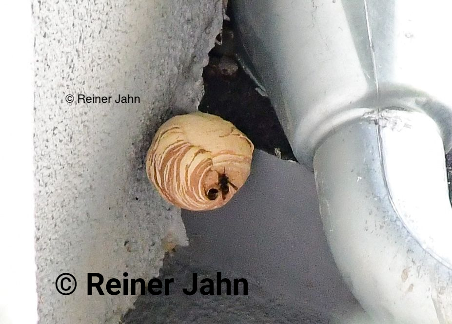 © Reiner Jahn