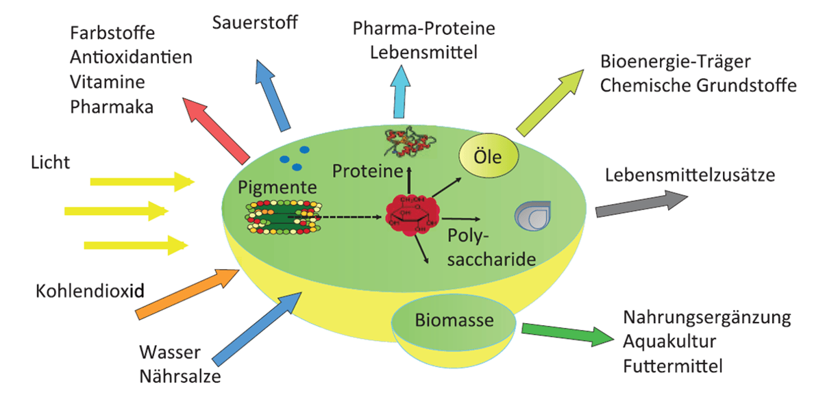 Stoffwechsel und Nutzung der Alge