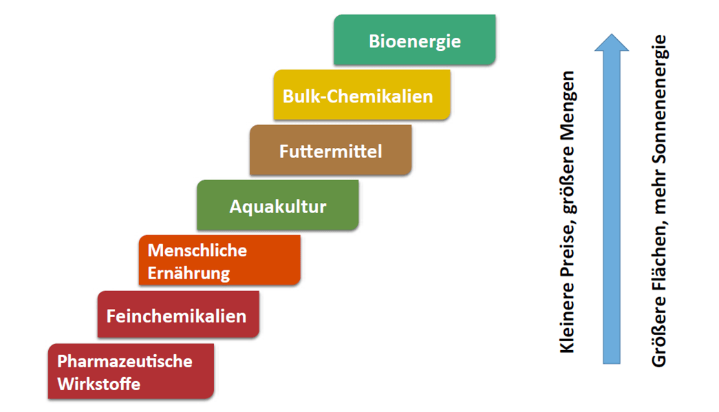 Erfolgsleiter der Mikro-Alge