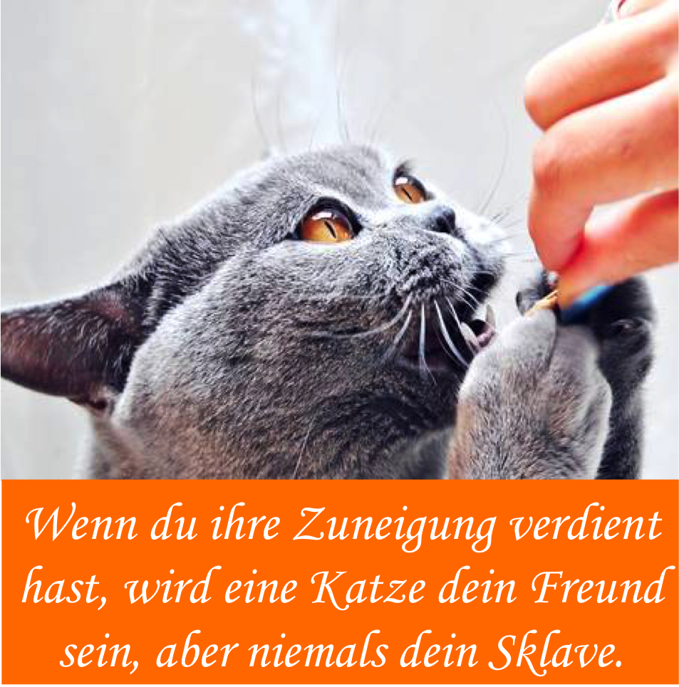 Katzensprüche