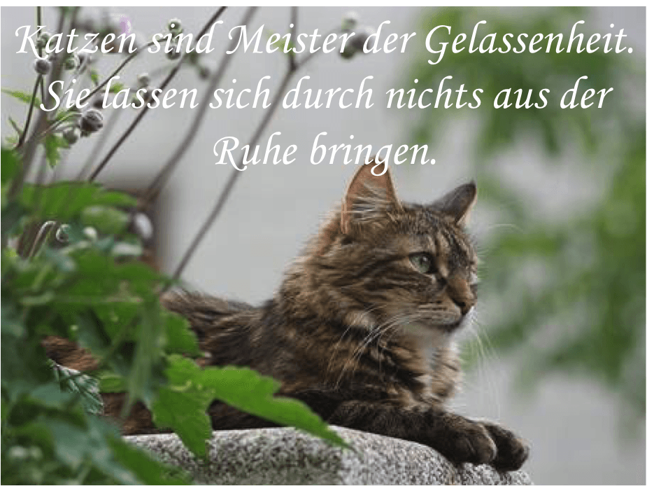 Katzensprüche