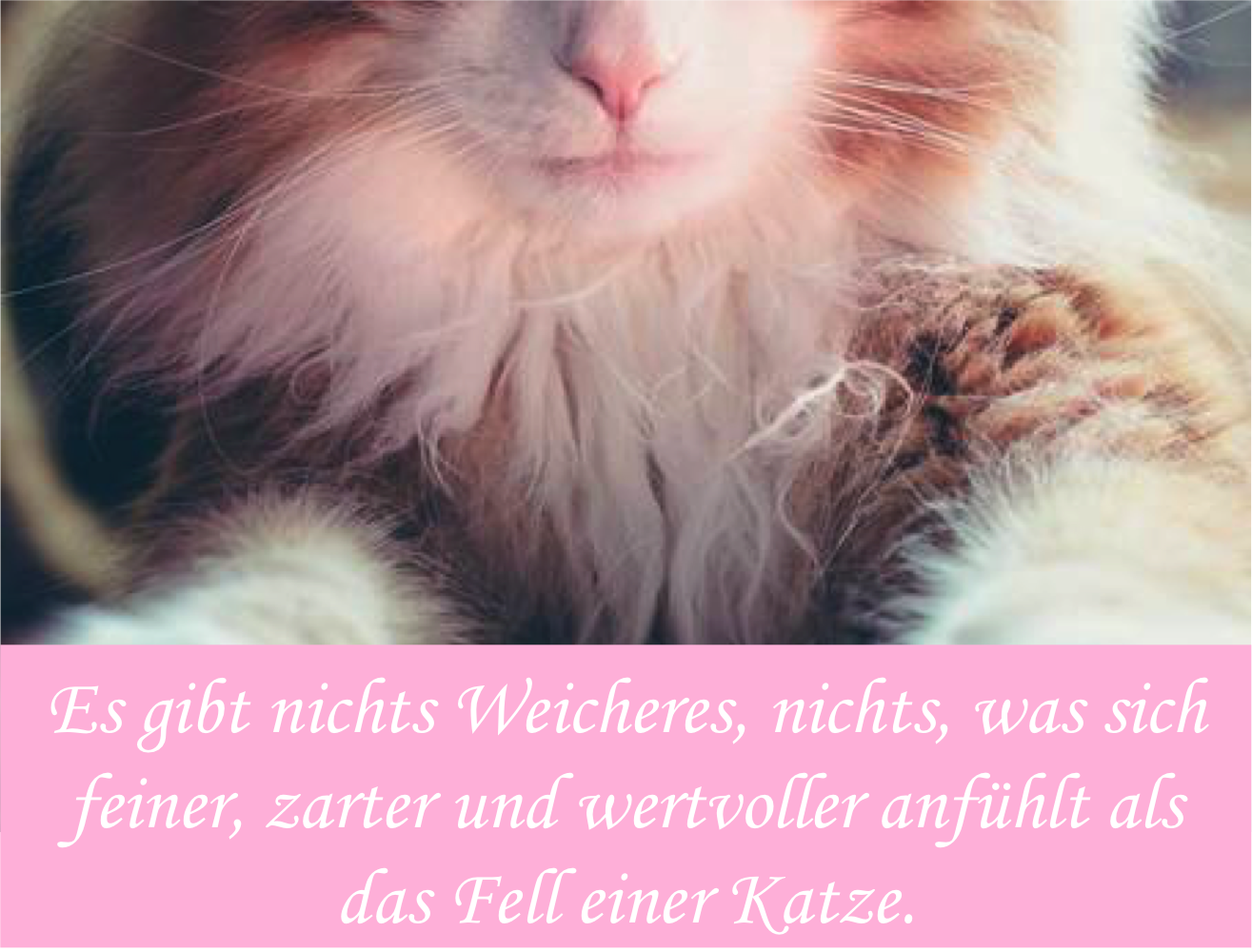 Katzensprüche