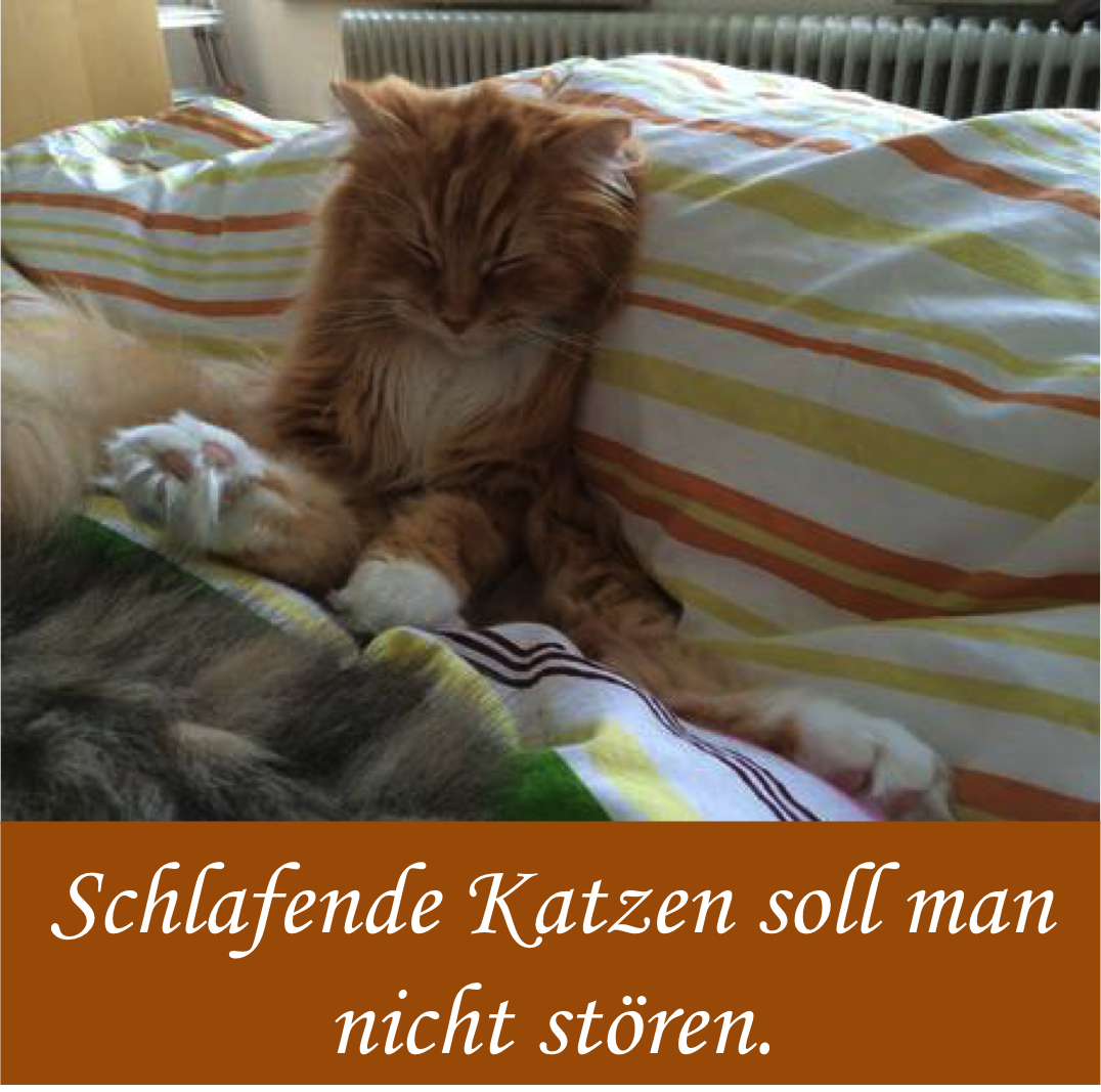 Katzensprüche
