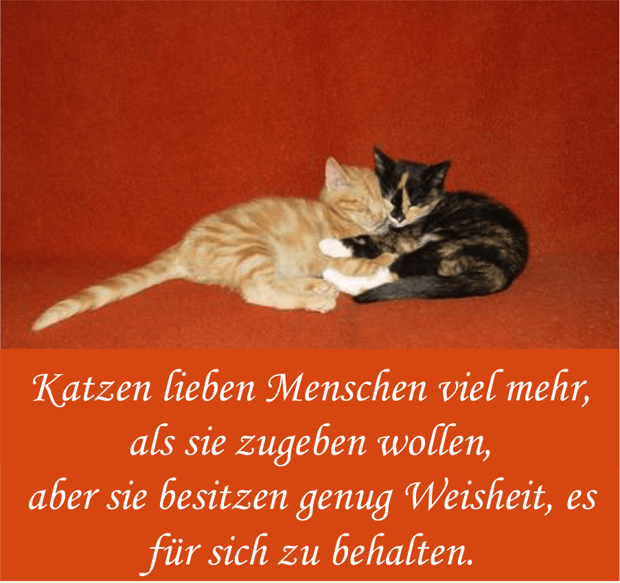 Katzenspruche