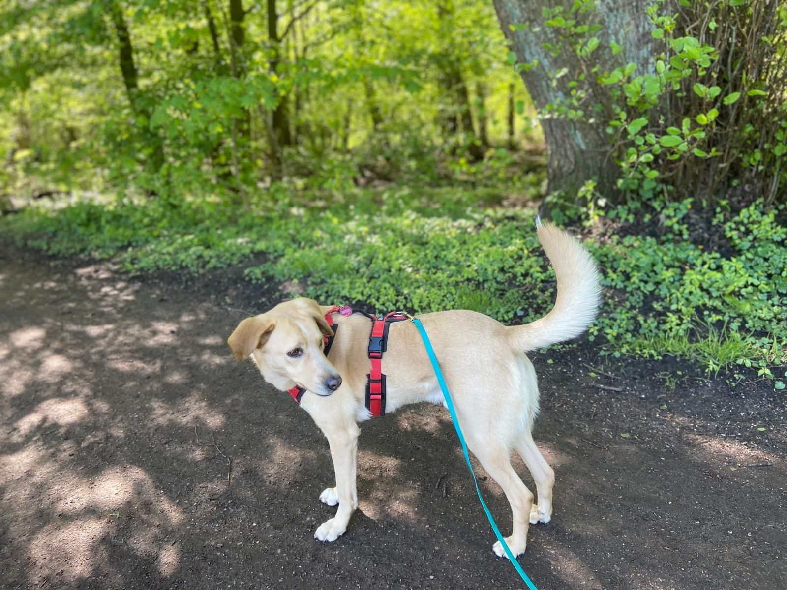 Ernährungsberaterin hält Futterplan für einen Hund