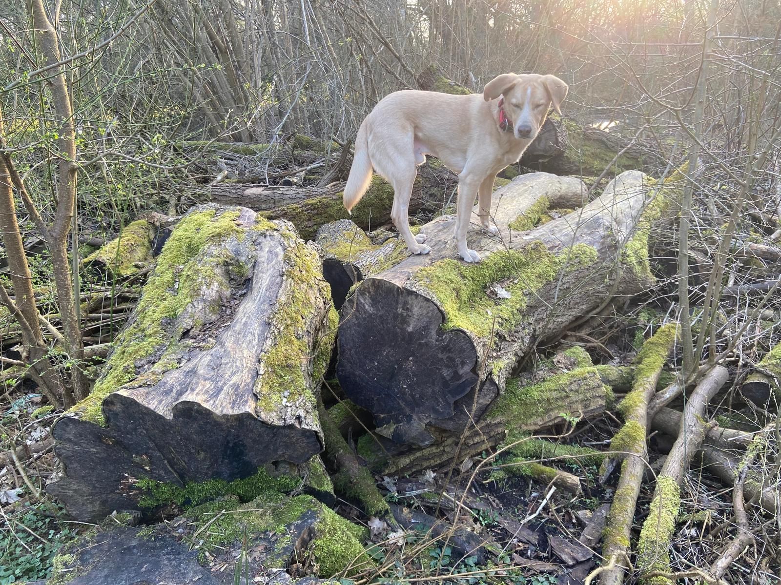Hund mit glänzendem Fell nach erfolgreicher Futterumstellung