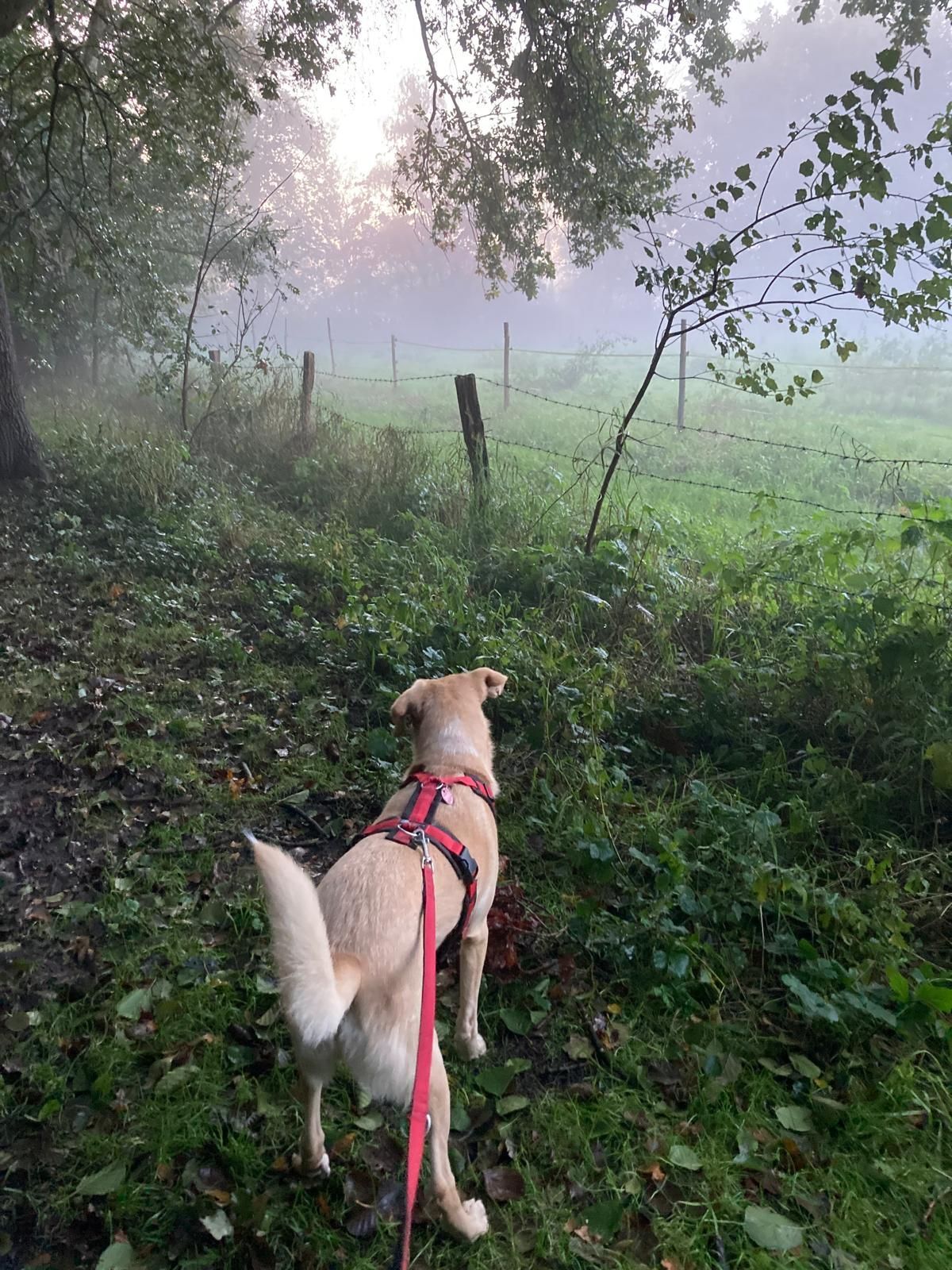 Hund mit glänzendem Fell nach erfolgreicher Futterumstellung