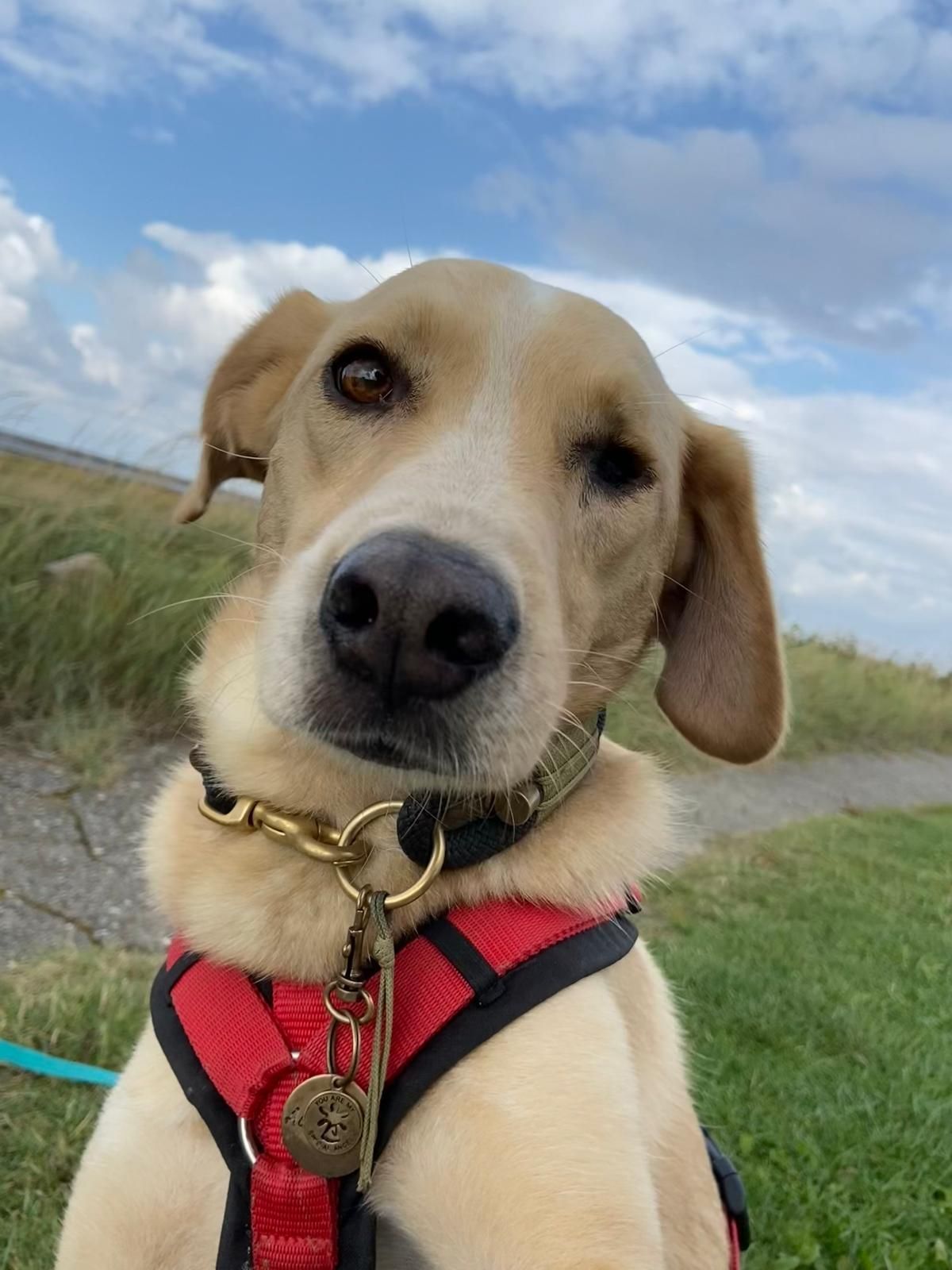 Hund mit glänzendem Fell nach erfolgreicher Futterumstellung