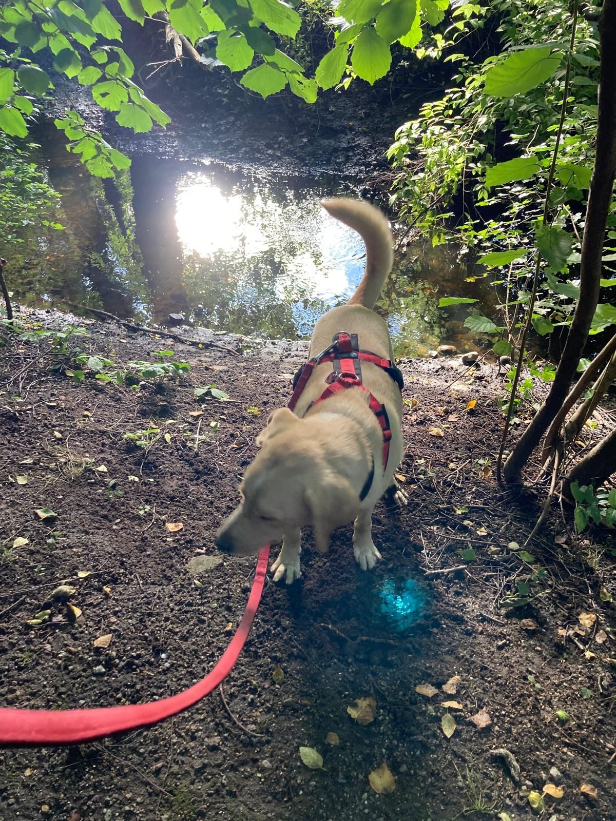 Hund mit glänzendem Fell nach erfolgreicher Futterumstellung