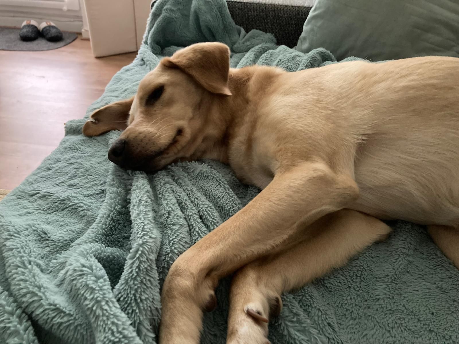 Hund mit glänzendem Fell nach erfolgreicher Futterumstellung