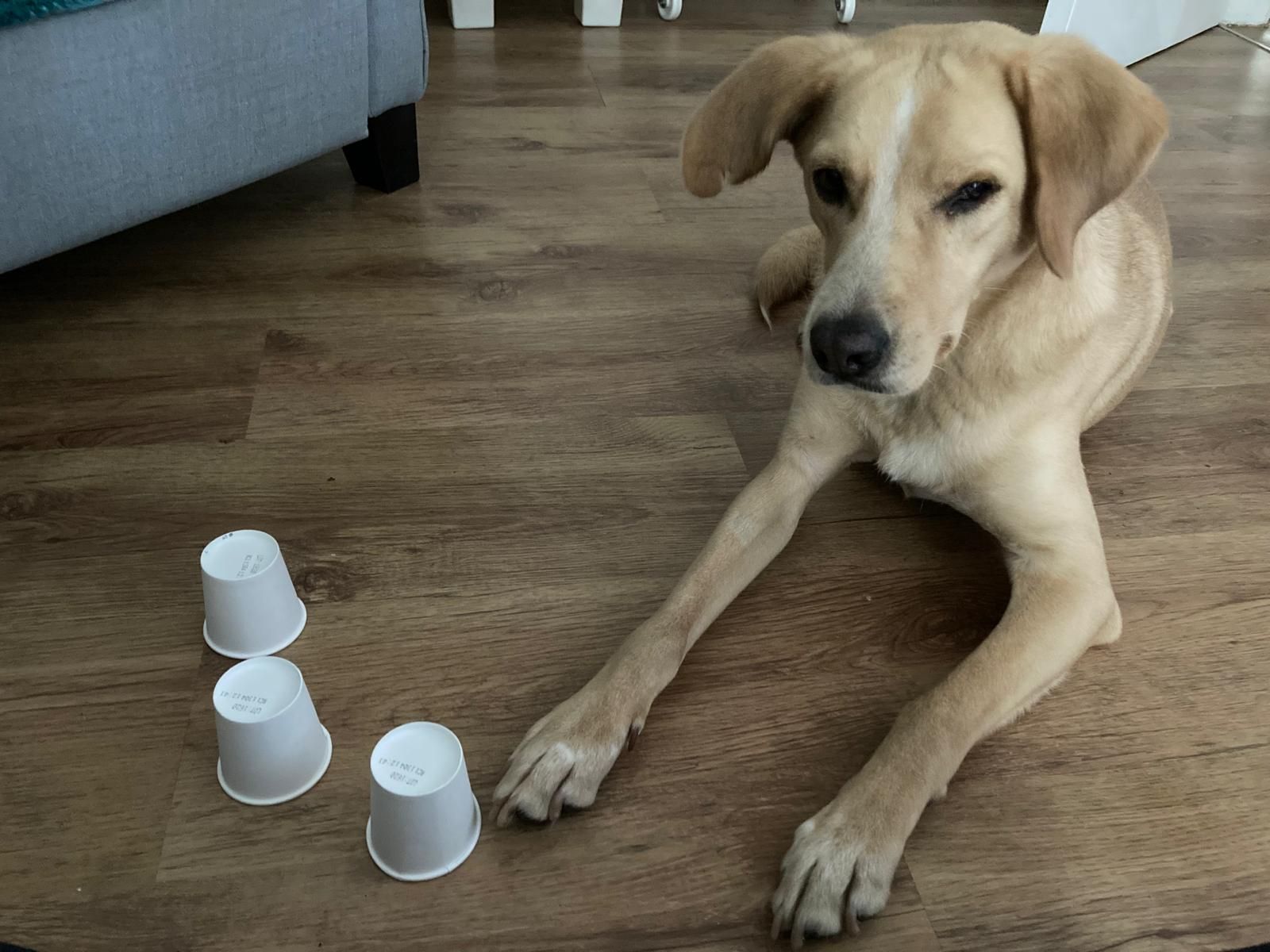 Gesunder Hund frisst aus einem Napf mit frischem Futter