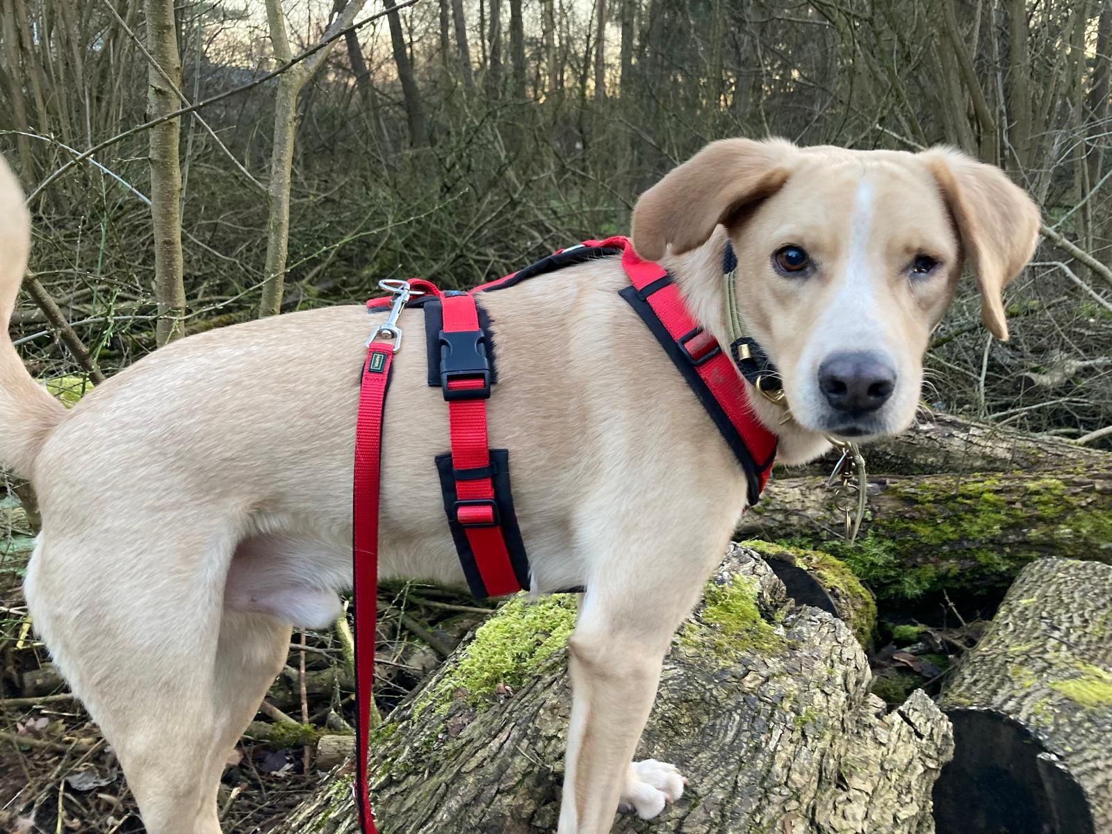 Ernährungsberaterin hält Futterplan für einen Hund