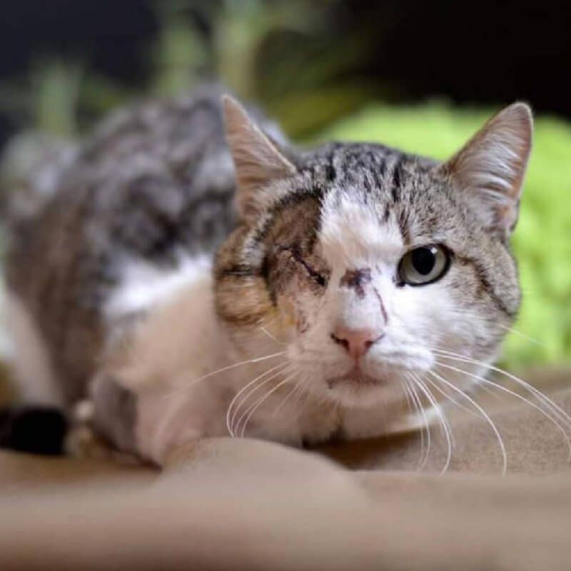 Gato sin ojo Fénix de la iniciativa Bigotes Solidarios