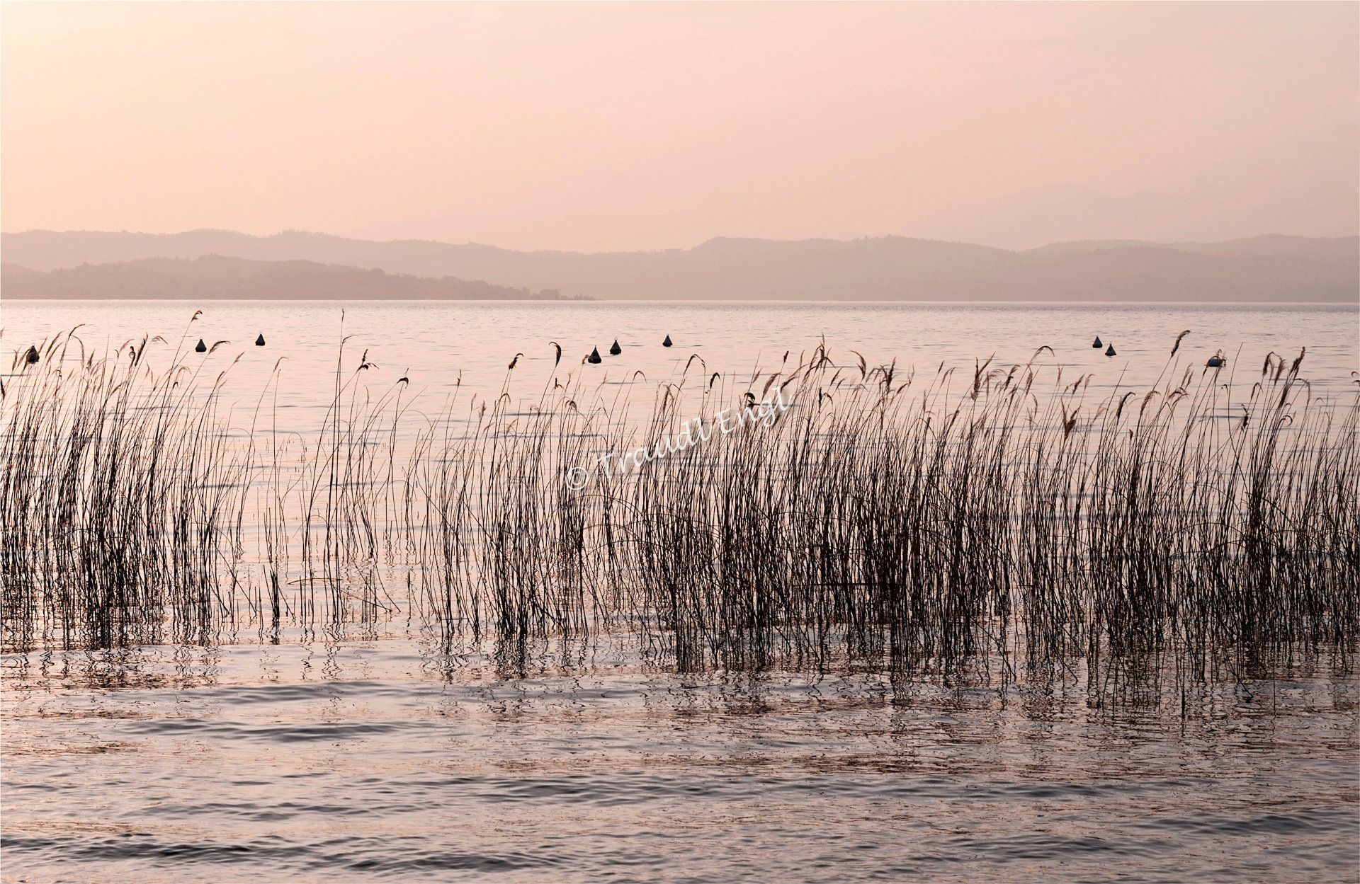 Seenlandschaft, Abendstimmung, Schilfbewuchs, Abendlicht, Gardasee, Italien, Europa, Traudl Engl