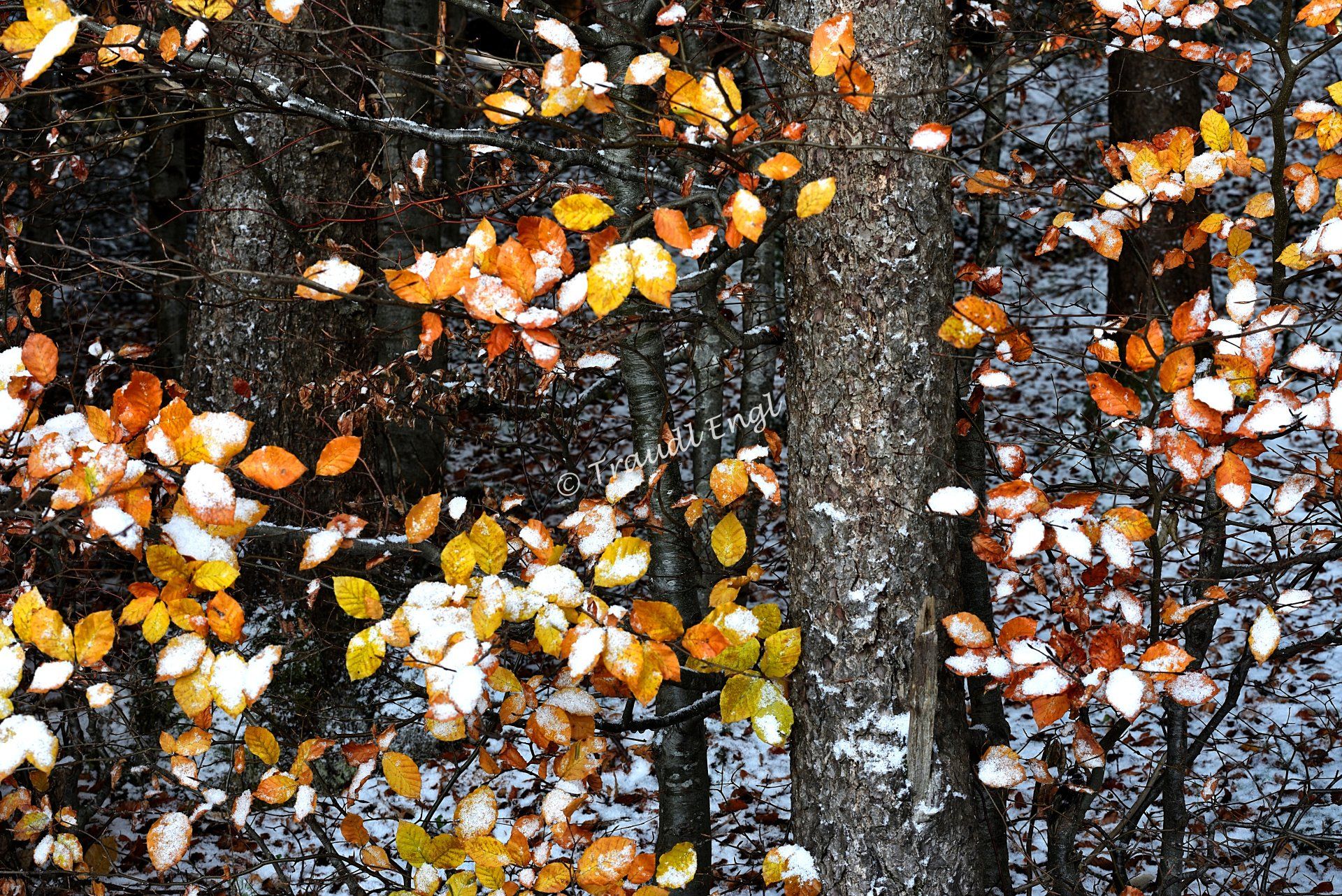 erster Schnee, Herbstlaub, Buchenlaub, Buchenzweige, Traudl Engl