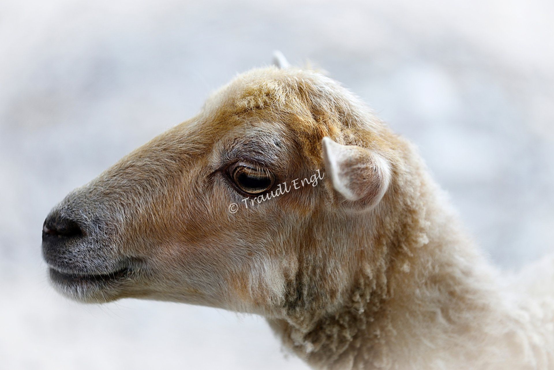 Schaf, Quessant Schaf, Zwergschaf, Haustier, Nutztier, Hausschaf, Zoo Salzburg, Österreich, Europa, Traudl Engl
