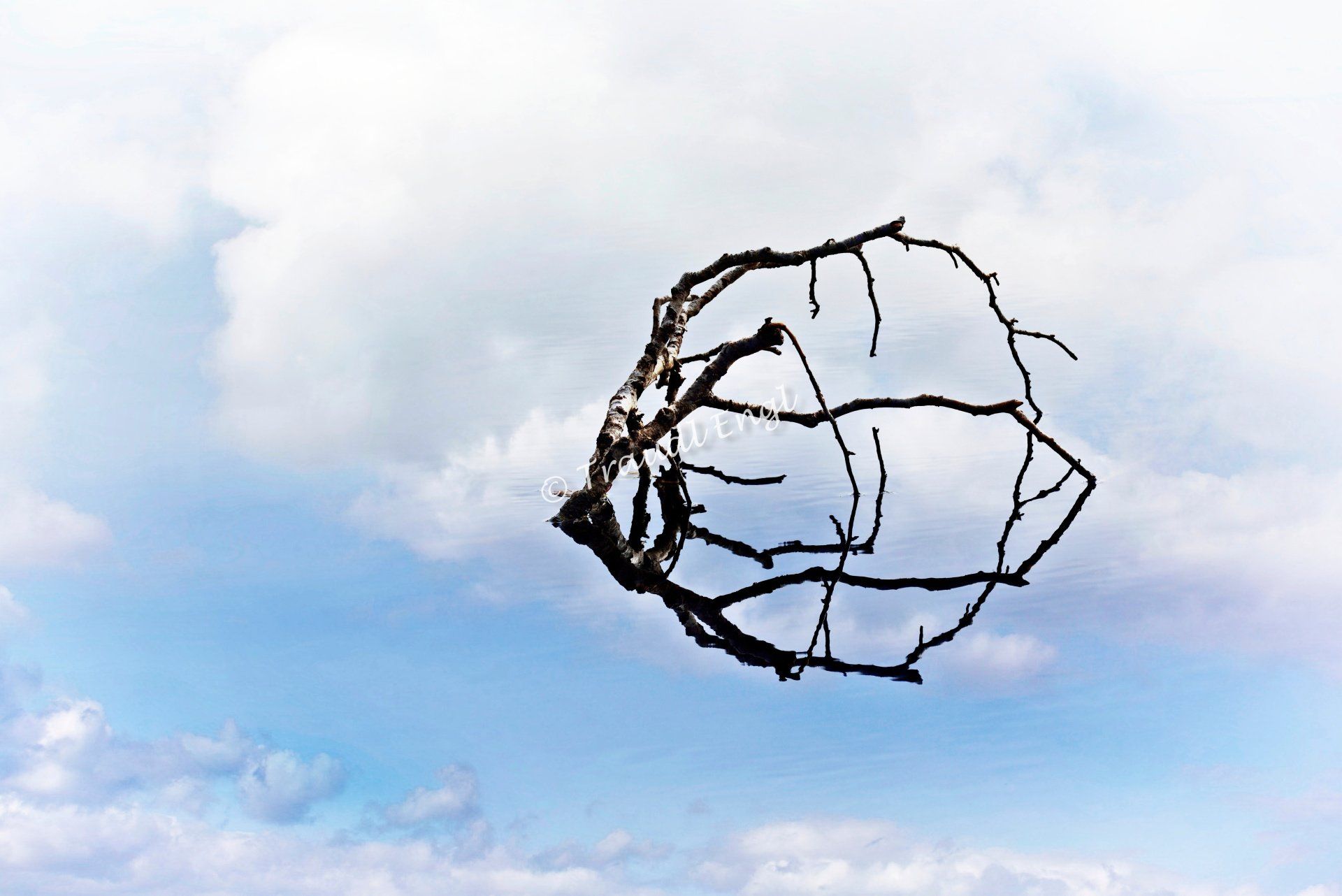 Wasserspiegelung, Spiegelung abstrakt, Baumäste, Natursee, Traudl Engl