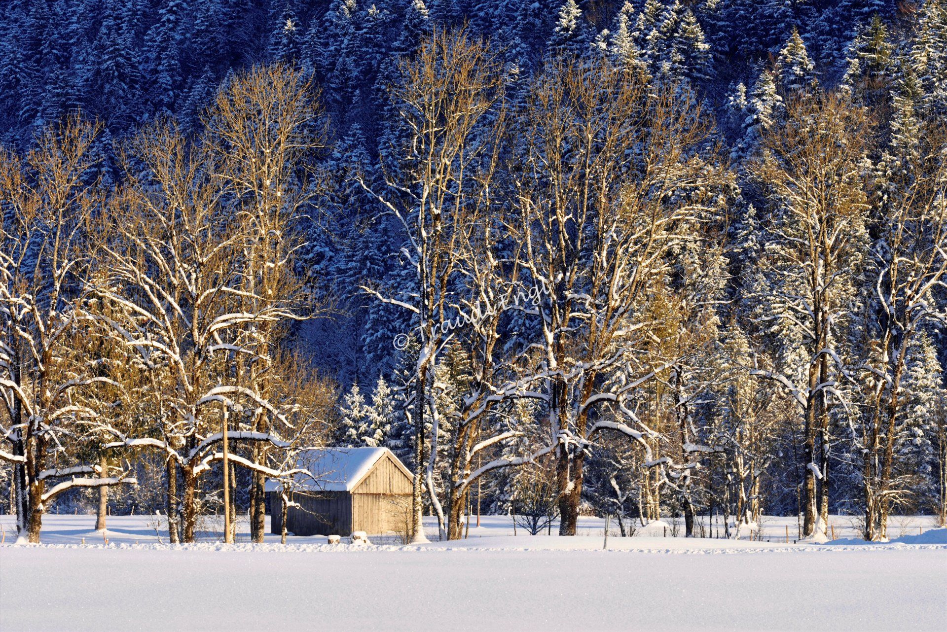 Winterlandschaft mit Holzstadl, Wintersonne, Holzhütte, Bäume verschneit, Schnee, Jachenau, Bayern, Deutschland, Europa, Traudl Engl