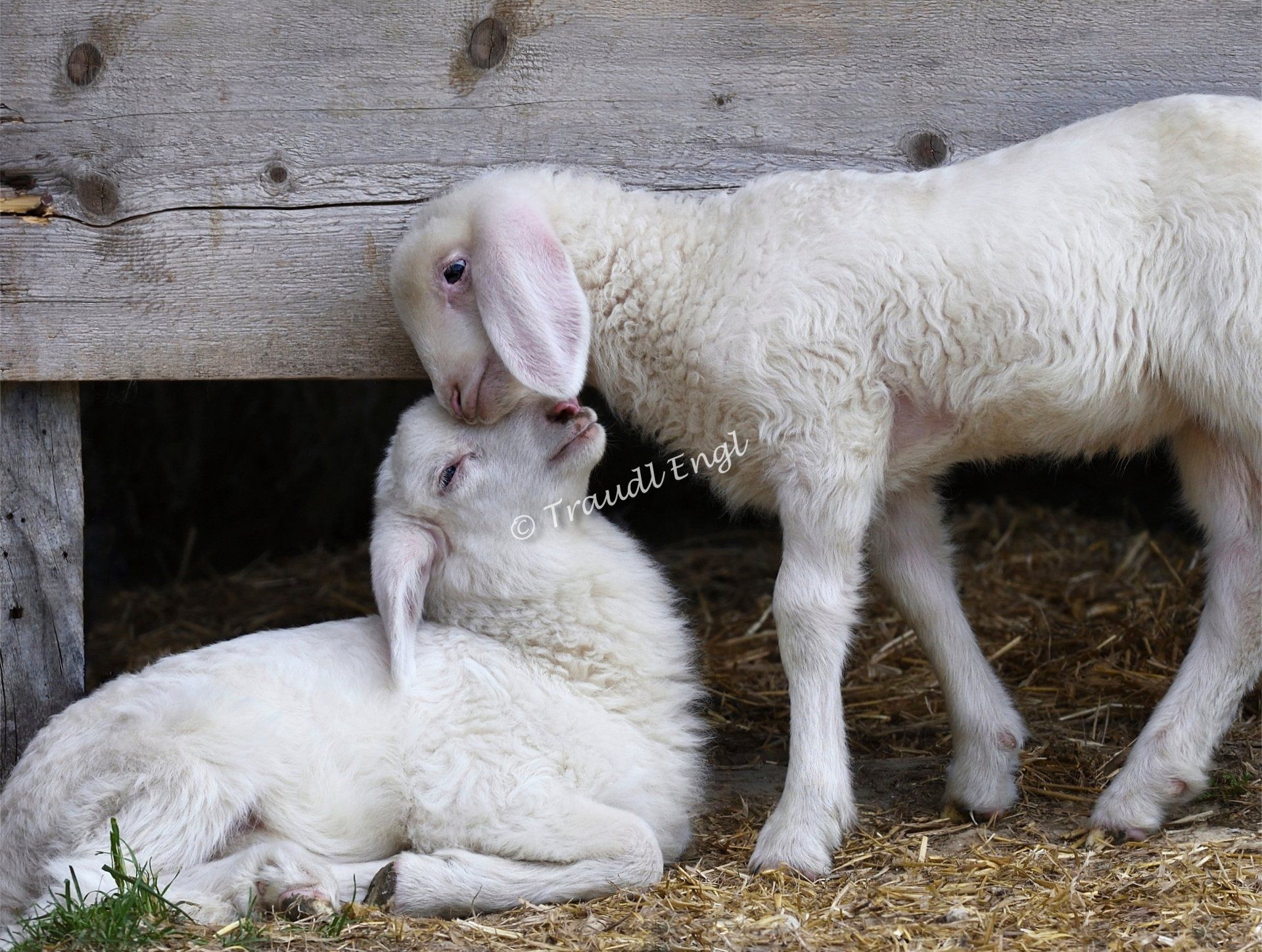 Schafe, Jungtiere, Milchlämmer, Ovis gmelini aries, Haustiere, Hausschafe, Traudl Engl