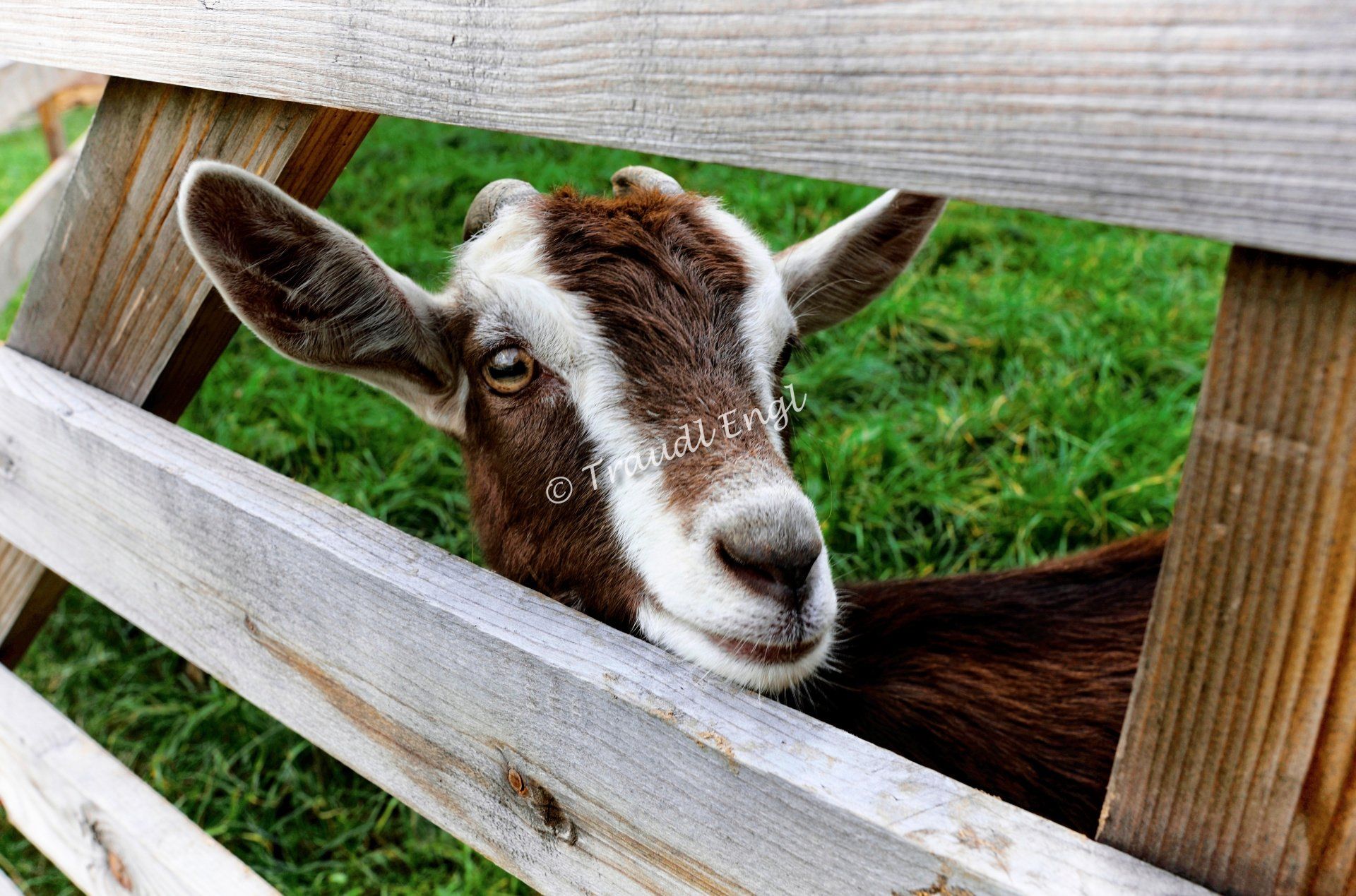 Ziege braun-weiß, Hausziege, Nutztier, Haustier, Ziege im Holzgatter, Capra aegagrus hircus, Traudl Engl