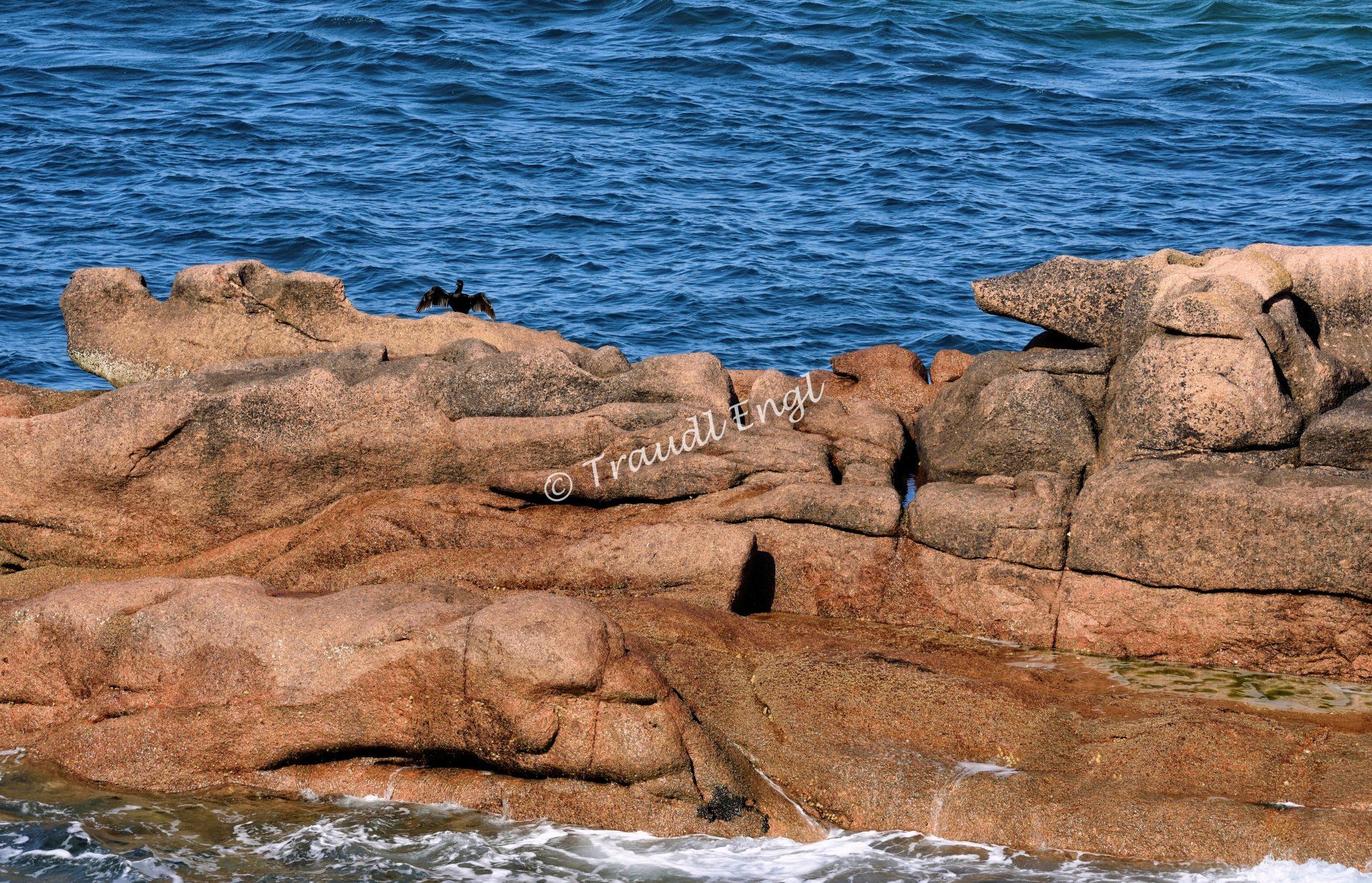 Meeresküste, Felsenküste, Granitgestein rosa, Steinküste, Rosa Granitküste, Kormoran mit ausgebreiteten Flügeln, Bretagne, Frankreich, Europa, Traudl Engl