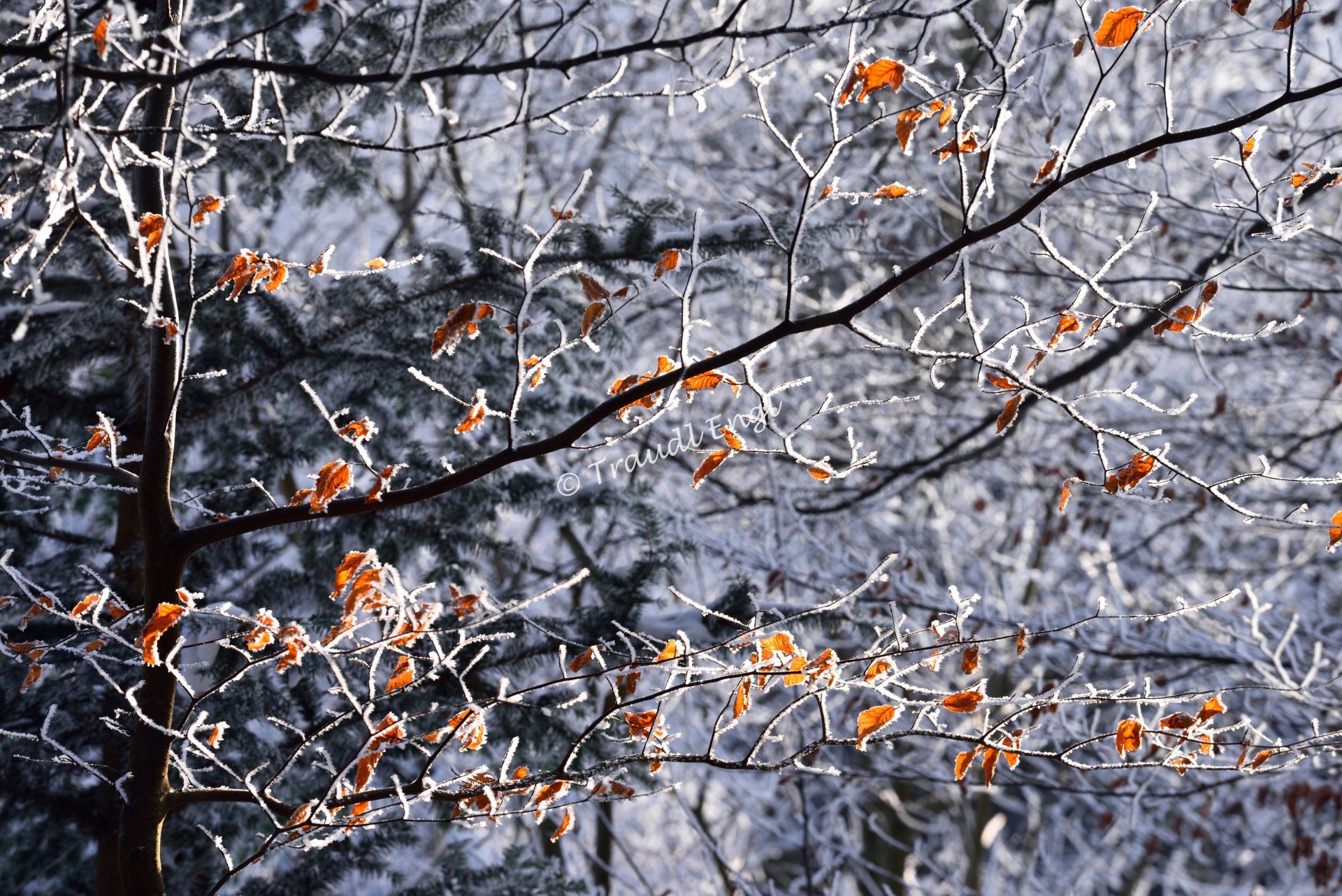 Winterwald Detail, Frost, Raureif, Buchenast belaubt , Fagus ,raudl Engl