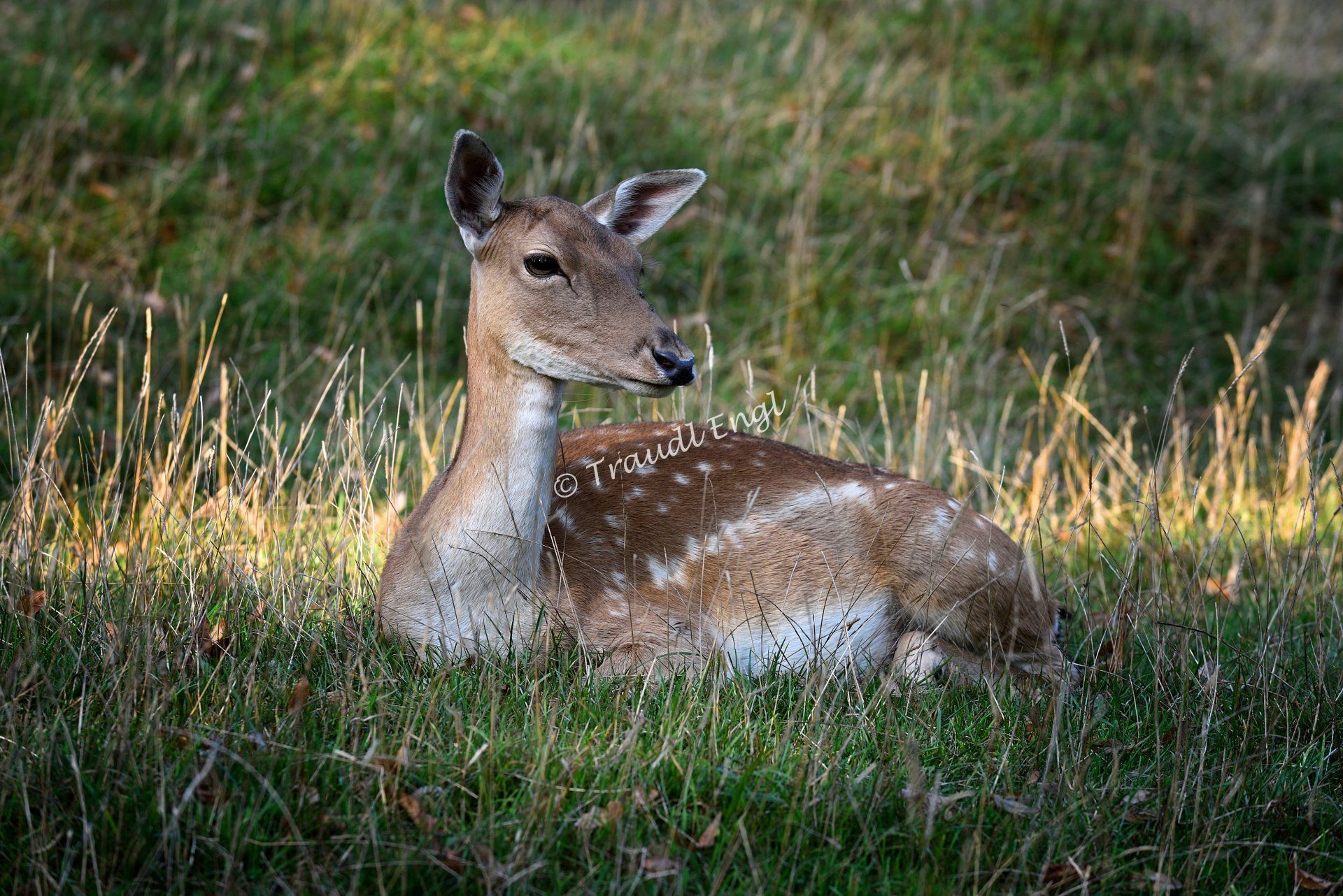 Damwild, Damtier, Haarwild, Damhirsch, Traudl Engl