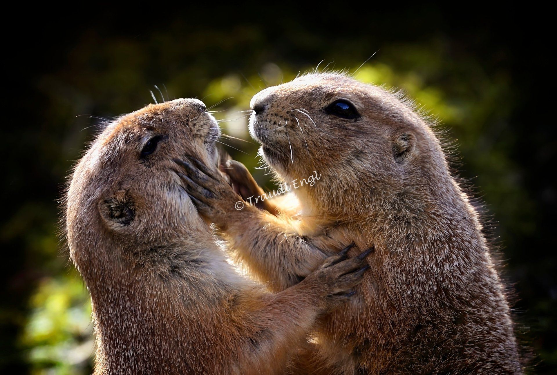 Präriehunde, Erdhörnchen, Cynomys, Nagetiere, Zoo Salzburg, Österreich, Europa, Traudl Engl