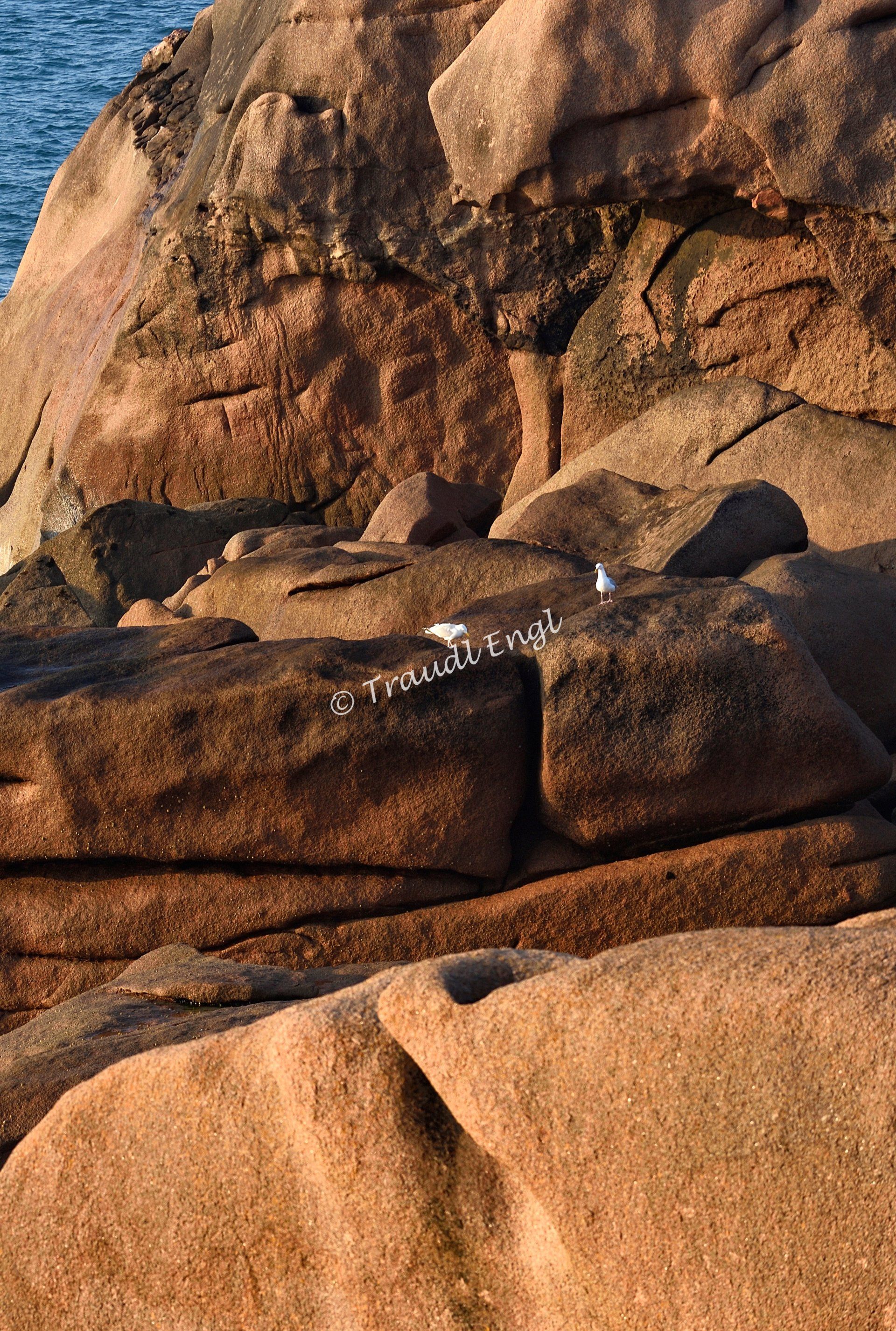Meeresküste, Felsenküste, rosa Granit in der Abendsonne, Steinkolosse, Granitgestein, 2 Silbermöwen, Abendlicht, Rosa Granitküste, Bretagne, Frankreich, Europa, Traudl Engl