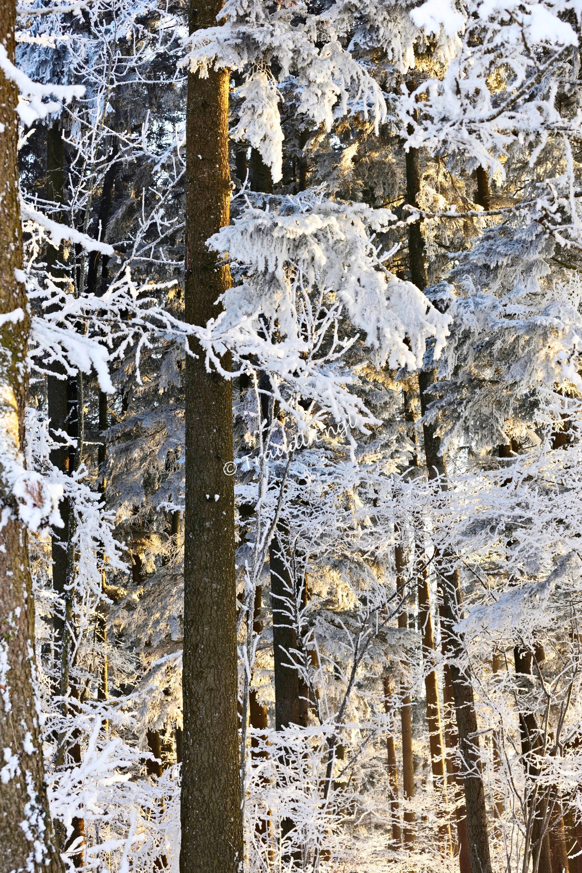 Winterwald, Bäume mit Raureif überzogen, Frost, Kälte, Raureif,  Wintersonne, Traudl Engl