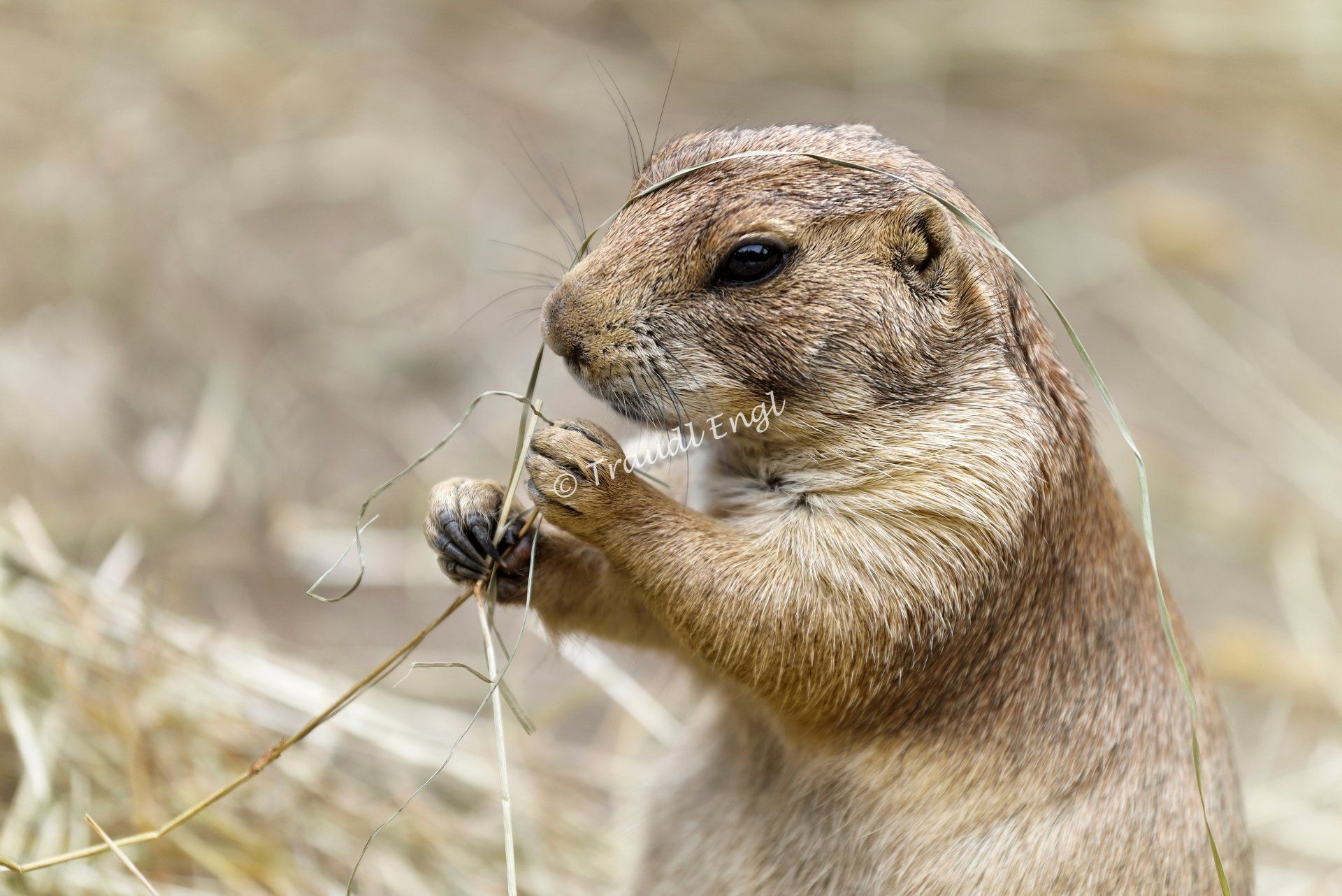 Erdhörnchen, Präriehund Heu fressend, Nagetier, Cynomys, Zoo Salzburg, Österreich, Europa, Traudl Engl
