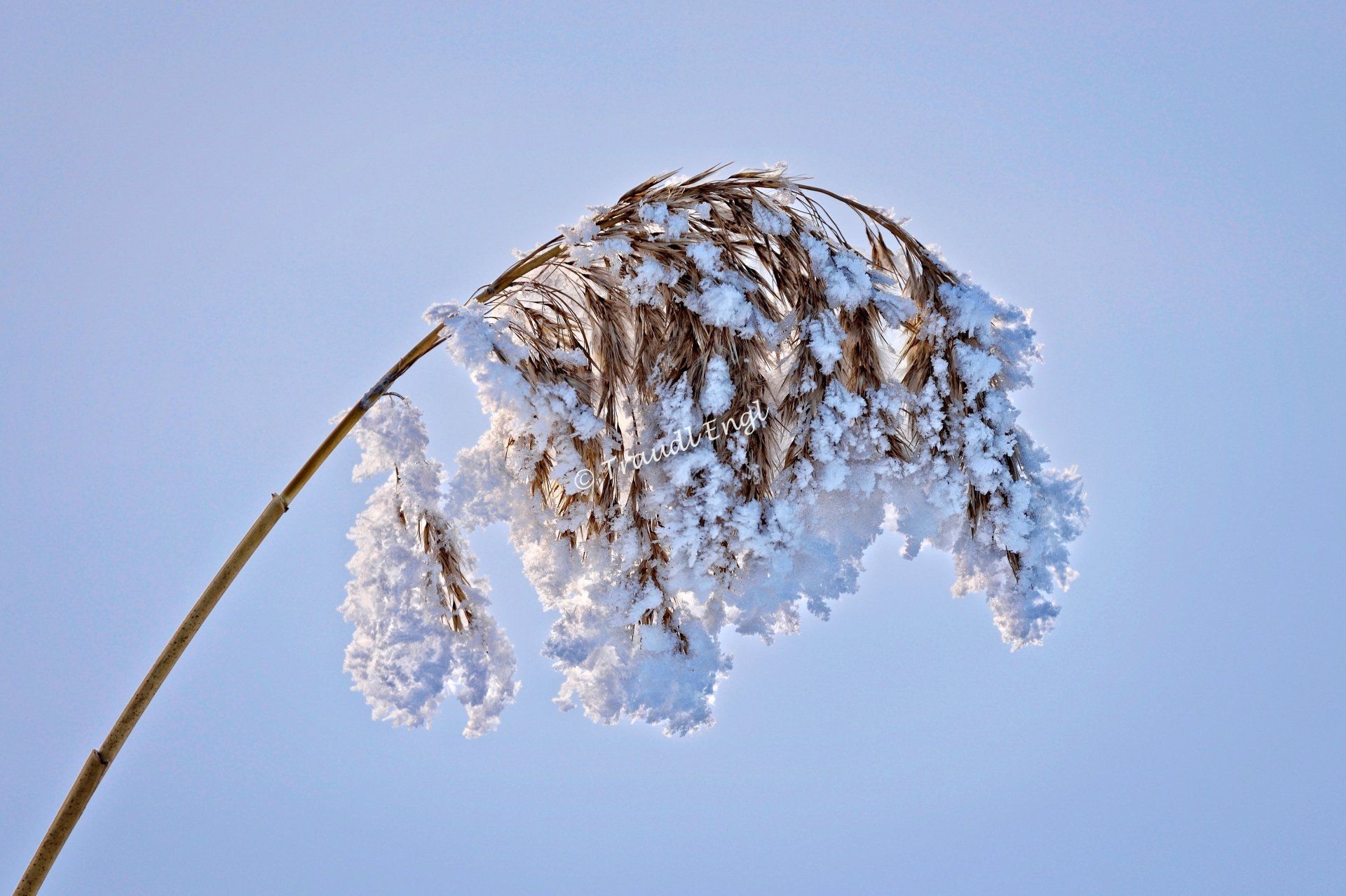 Frost, Schilfgrashalm im Winter, Schneekristalle, Winterkälte, Traudl Engl