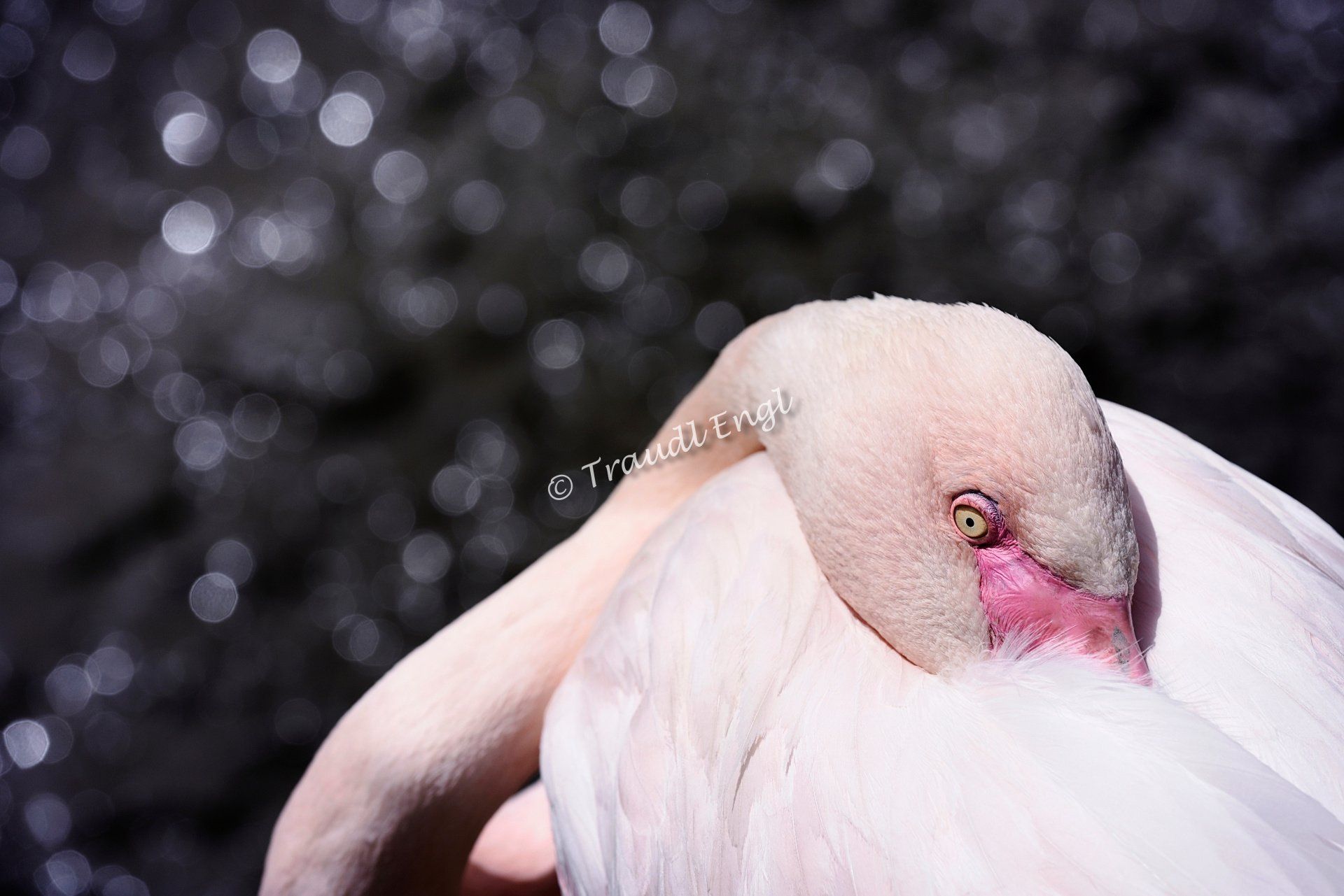 Flamingo ruhend, Rosaflamingo, Phoenicopterus roseus, Zoo Salzburg, Österreich, Europa, Traudl Engl