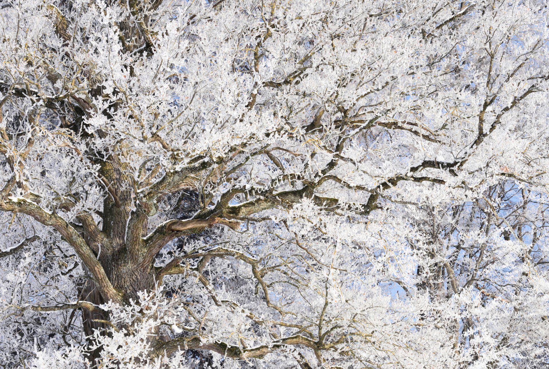 Winterkälte, Eiche mit Raureif überzogen, Quercus, Winterpracht, Frost, Raureif, Traudl Engl