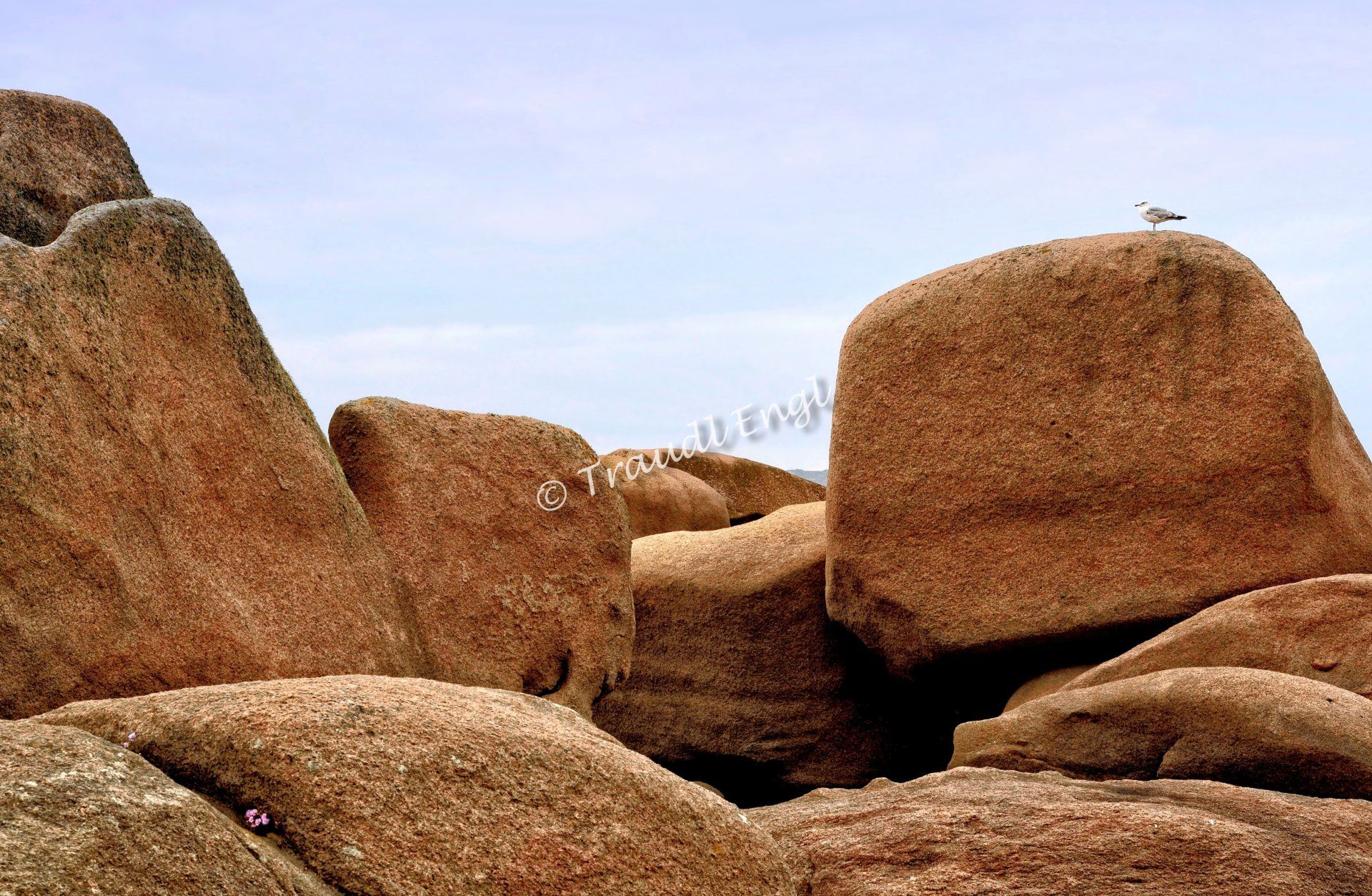 Meeresküste Detail, Granitblöcke rosa, Felsbrocken, Möwe, Rosa Granitküste, Bretagne, Frankreich, Europa, Traudl Engl