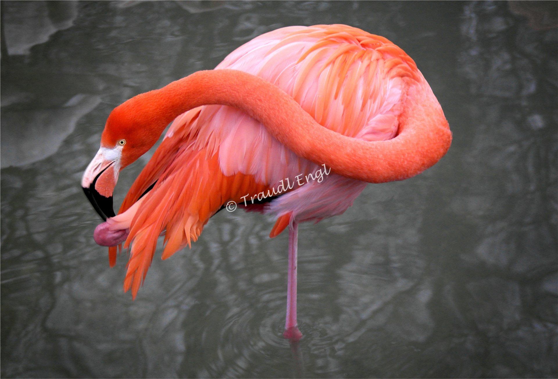 Flamingo bei der Körperpflege, Kubaflamingo, Roter Flamingo, Phoenicopterus ruber, Traudl Engl