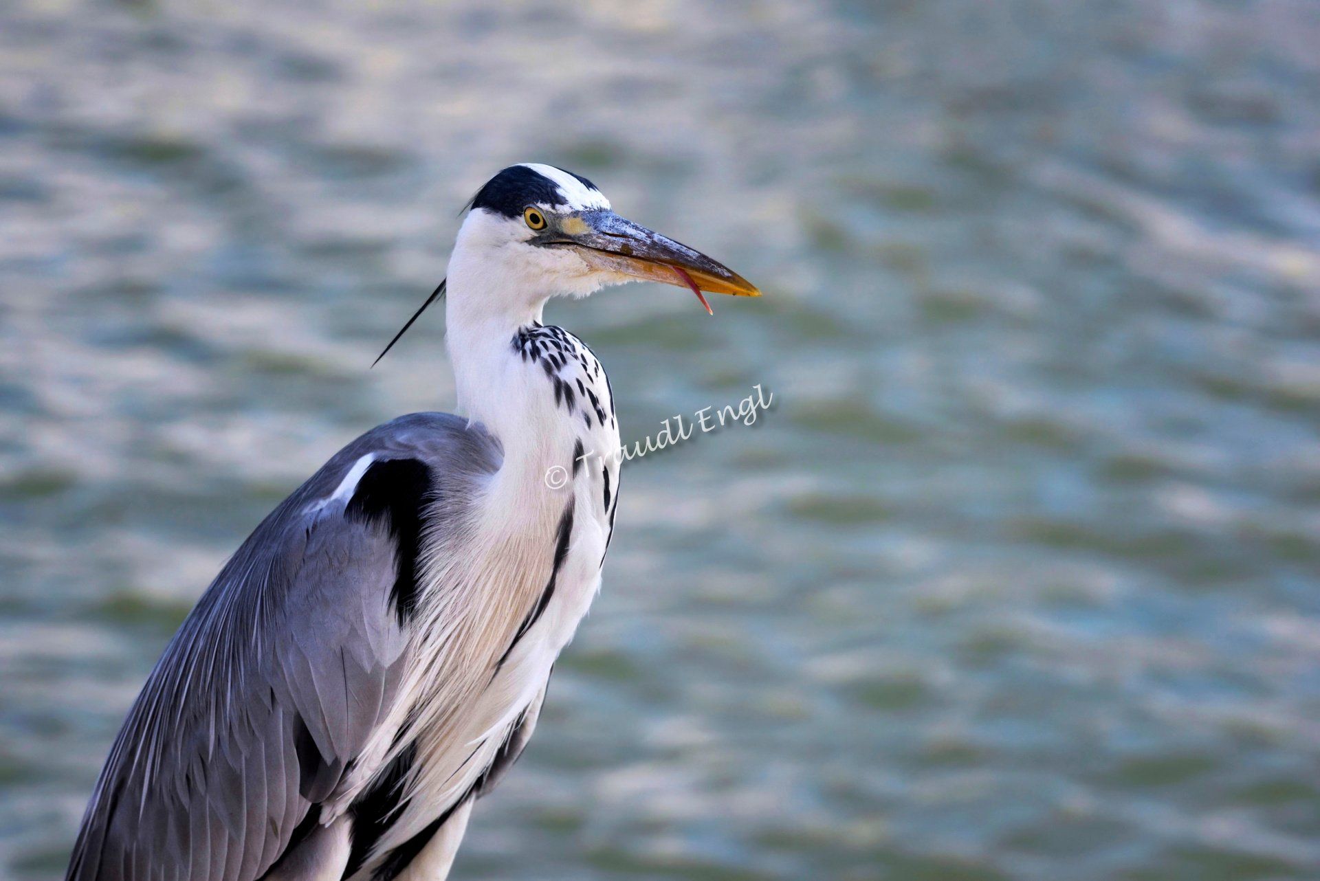 Graureiher, Fischreiher, Reiher, Tagreiher, Schreitvogel, Ardea cinerea, Traudl Engl