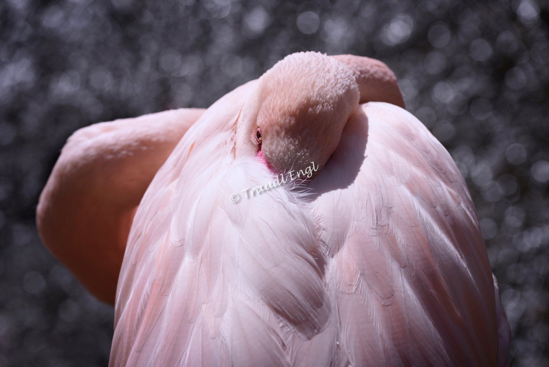 Flamingo ruhend, Rosaflamingo, Phoenicopterus roseus, Zoo Salzburg, Österreich, Europa, Traudl Engl